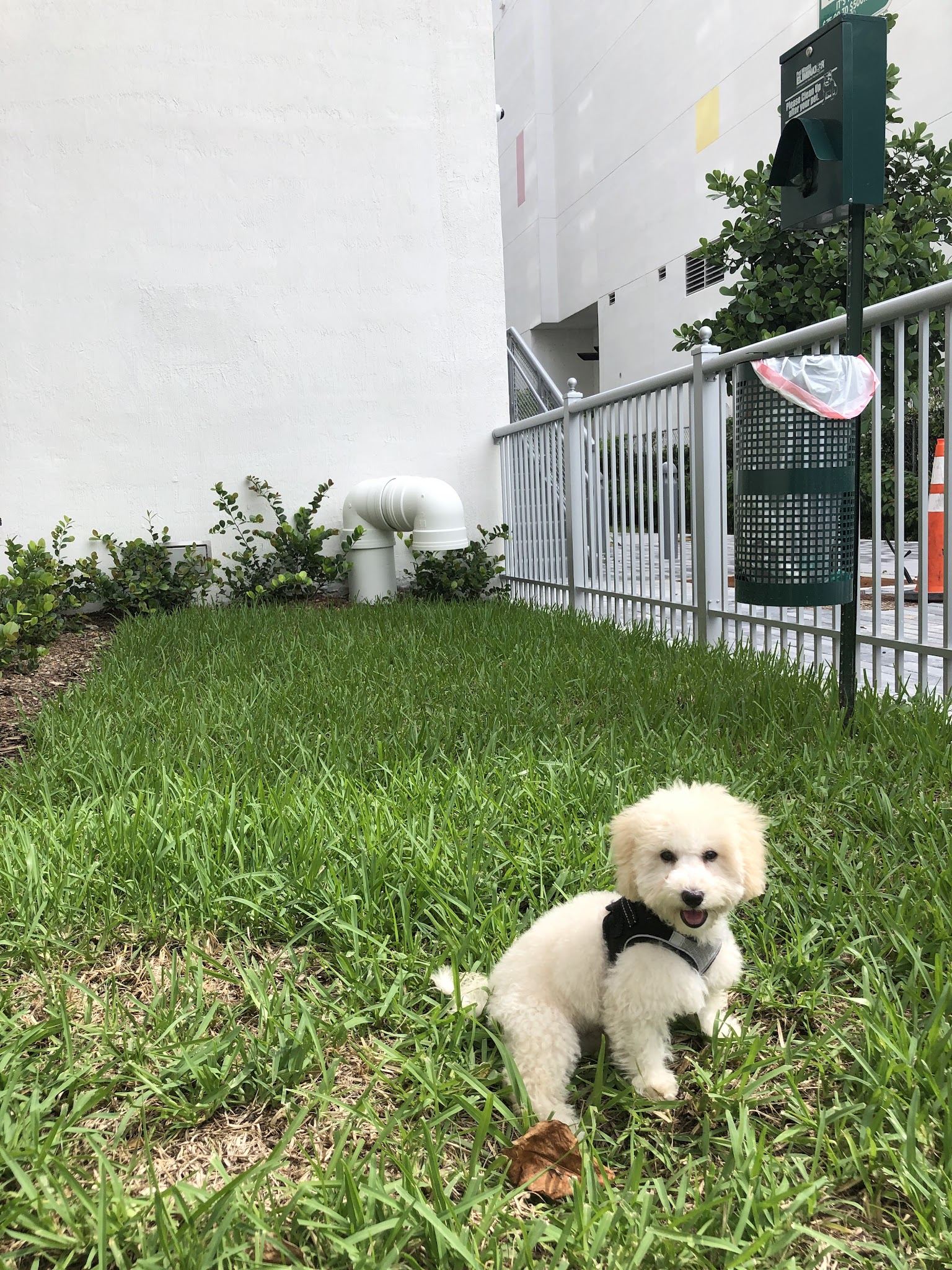 Canvas Dog Park - Miami, FL