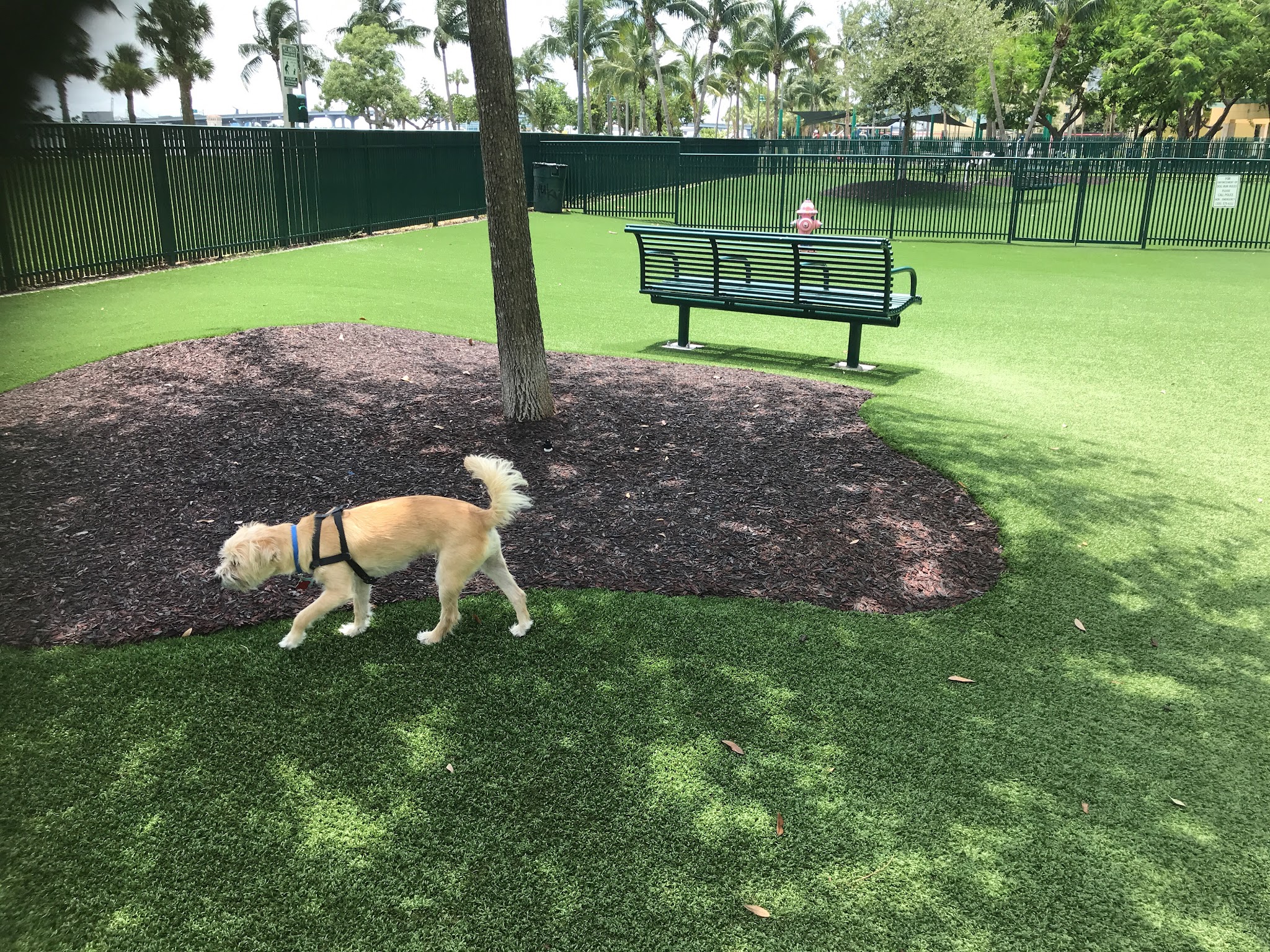 Dog Park - Margaret Pace Park - Miami, FL