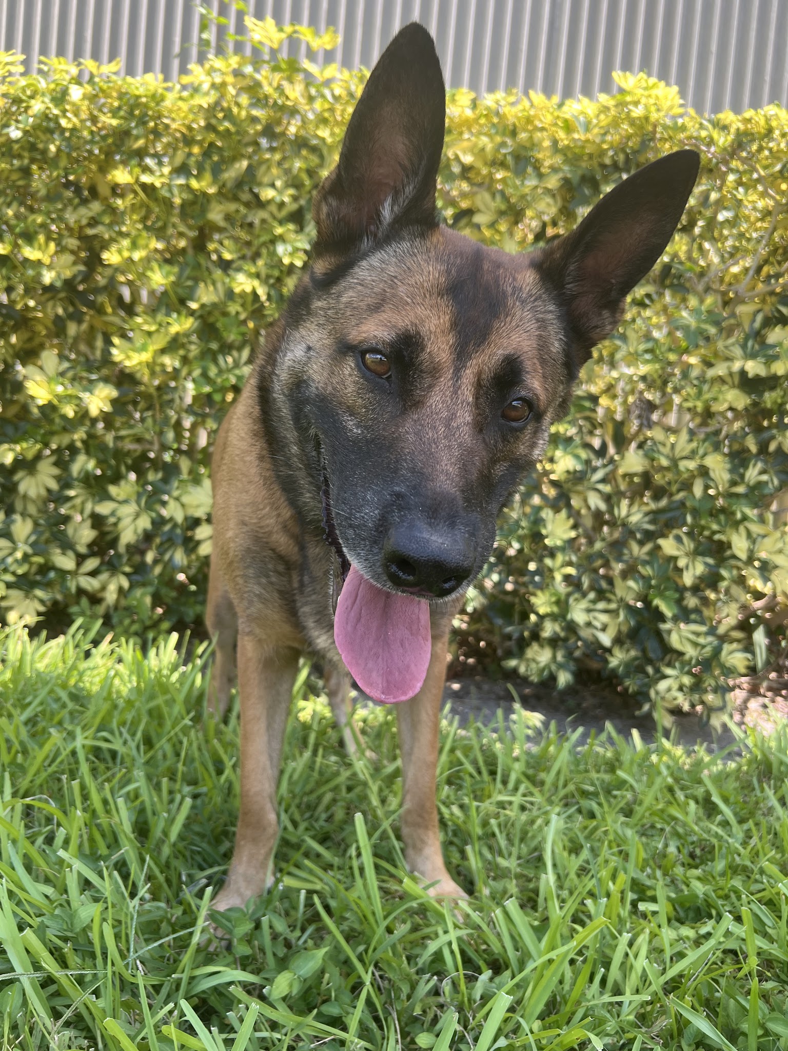 K9 Off Leash - Miami, FL