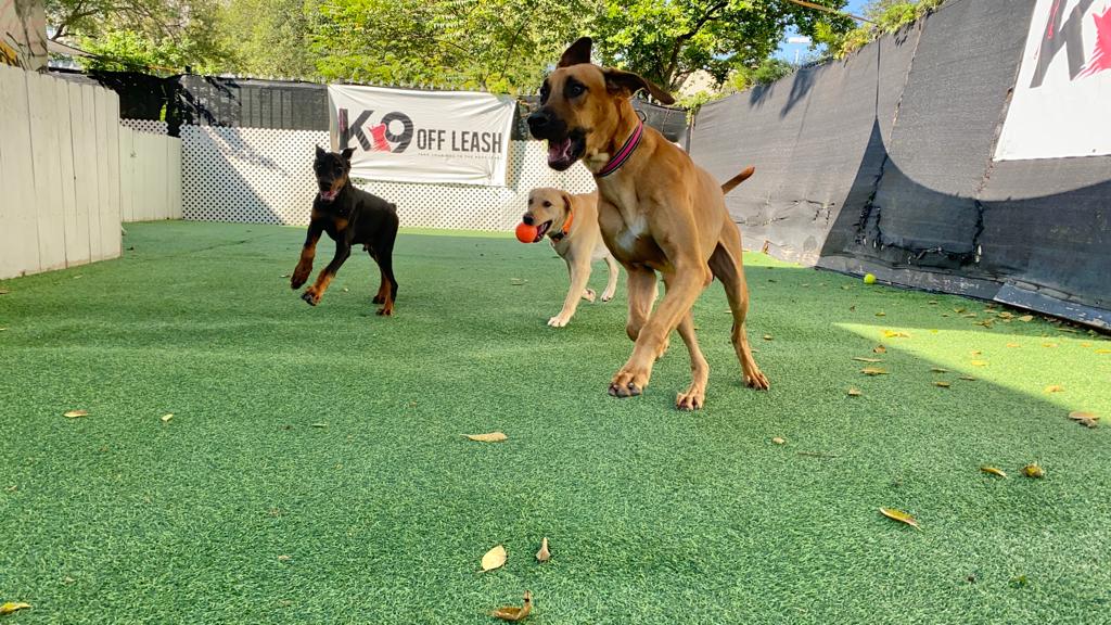 K9 Off Leash - Miami, FL