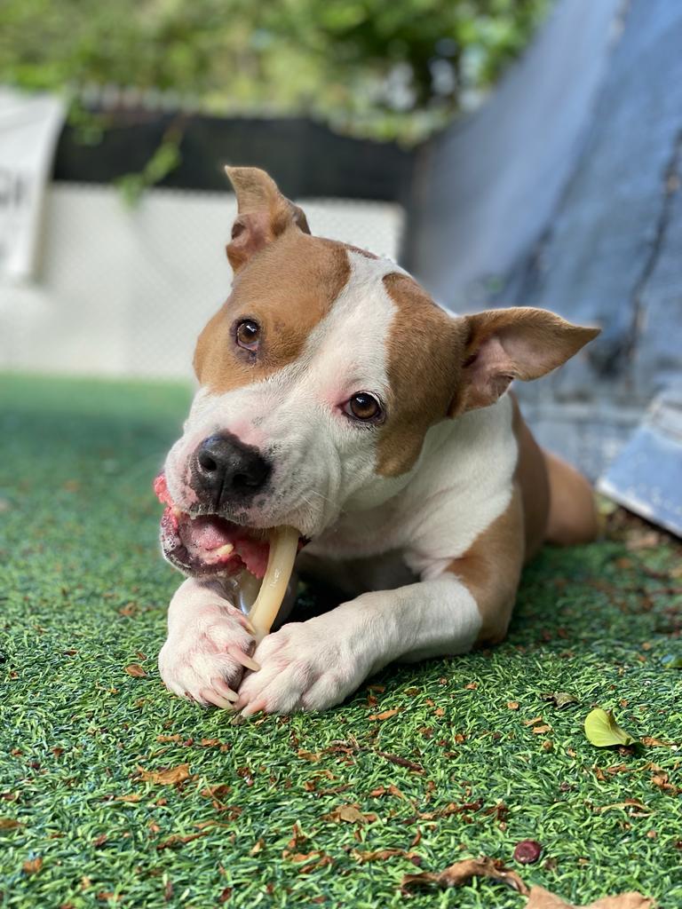 K9 Off Leash - Miami, FL