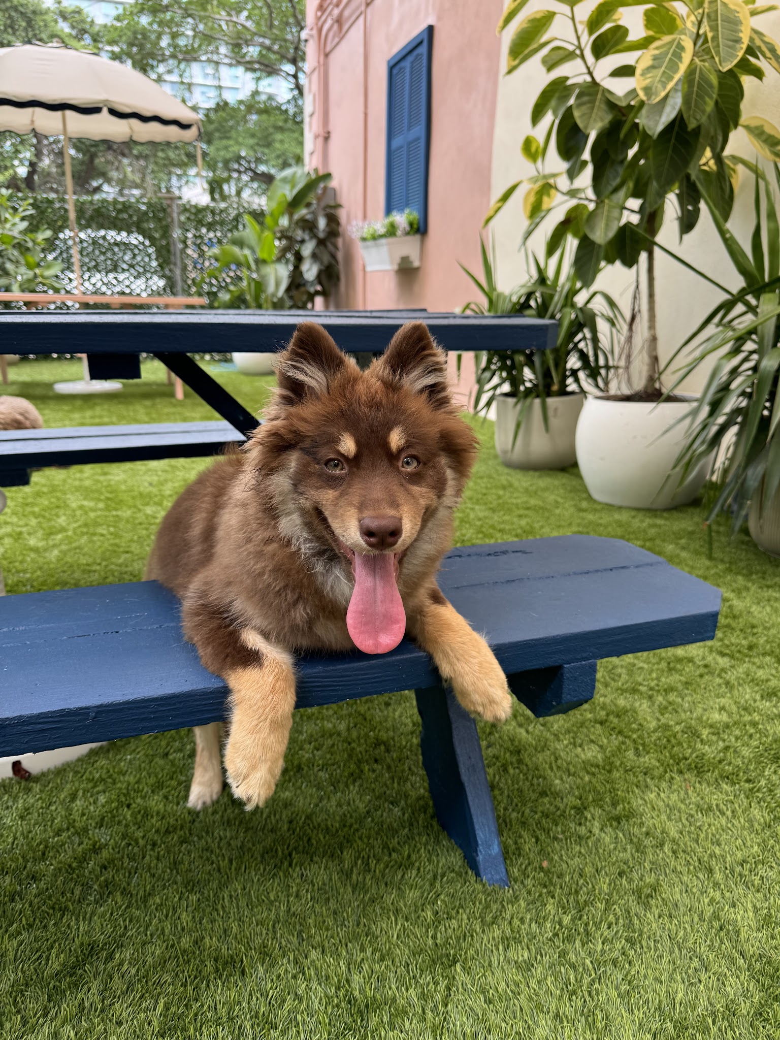 Paws & Tails Dog Daycare & Social Club - Miami, FL
