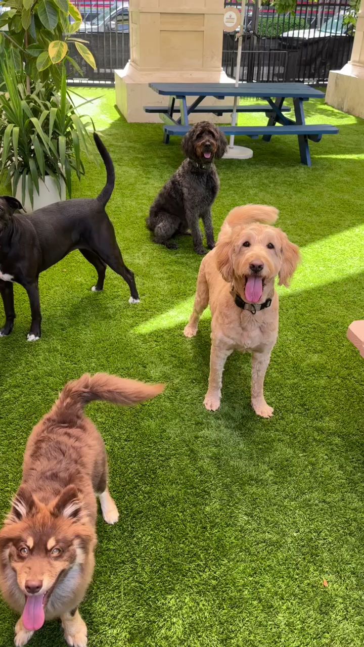 Paws & Tails Dog Daycare & Social Club - Miami, FL