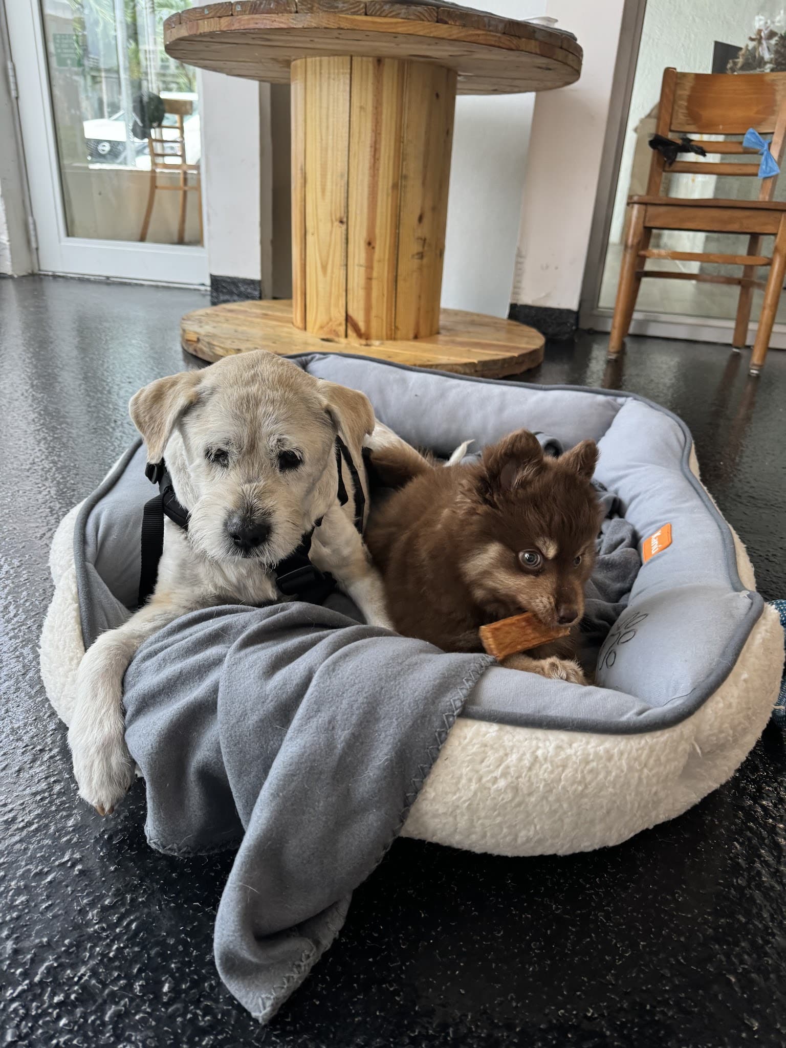 Paws & Tails Dog Daycare & Social Club - Miami, FL