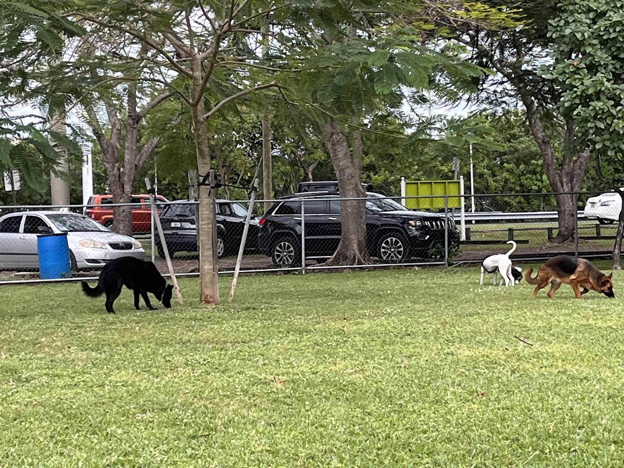Miami Springs Dog Park - Miami Springs, FL