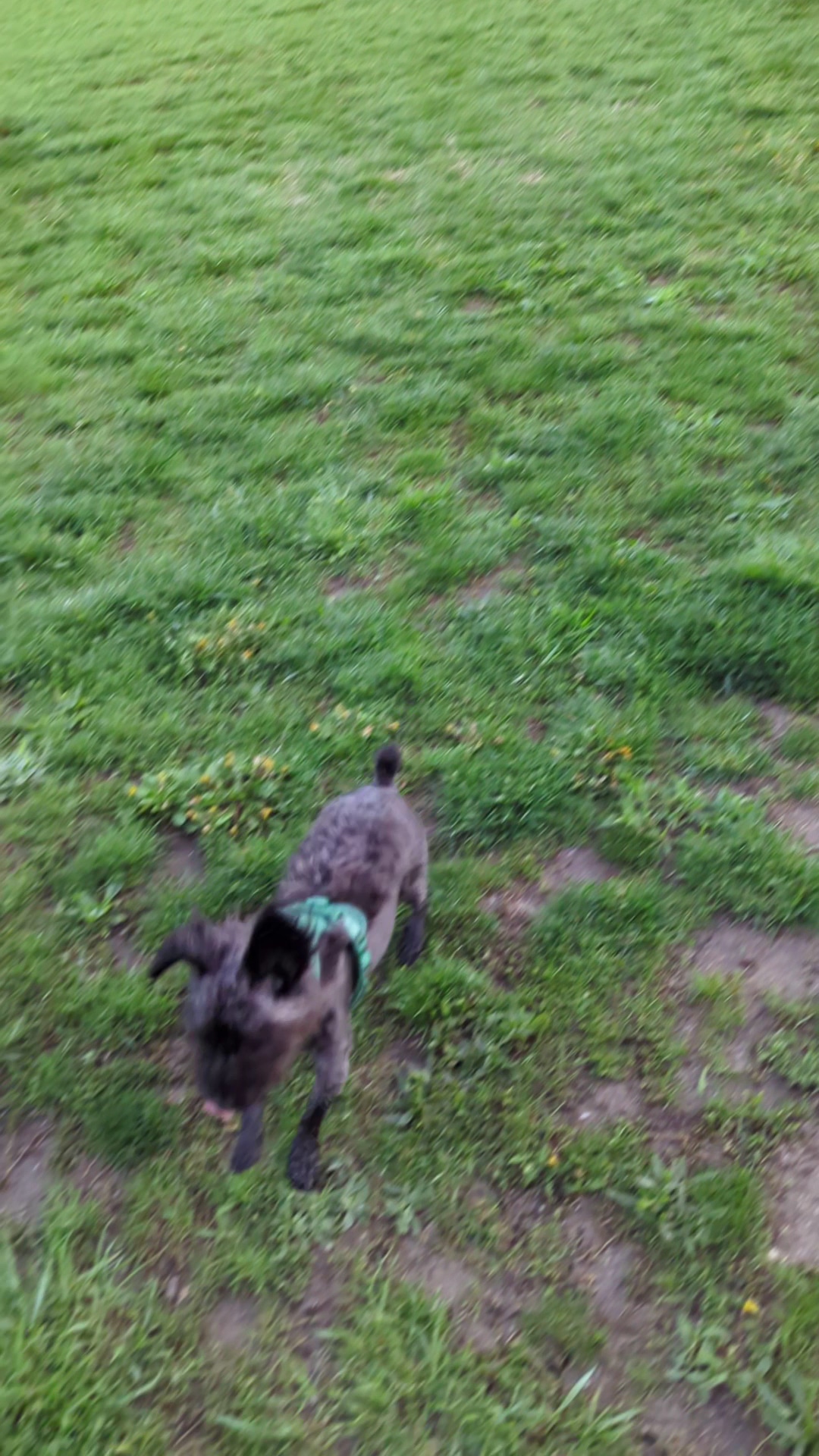 Canal Run Dog Park - Miamisburg, OH