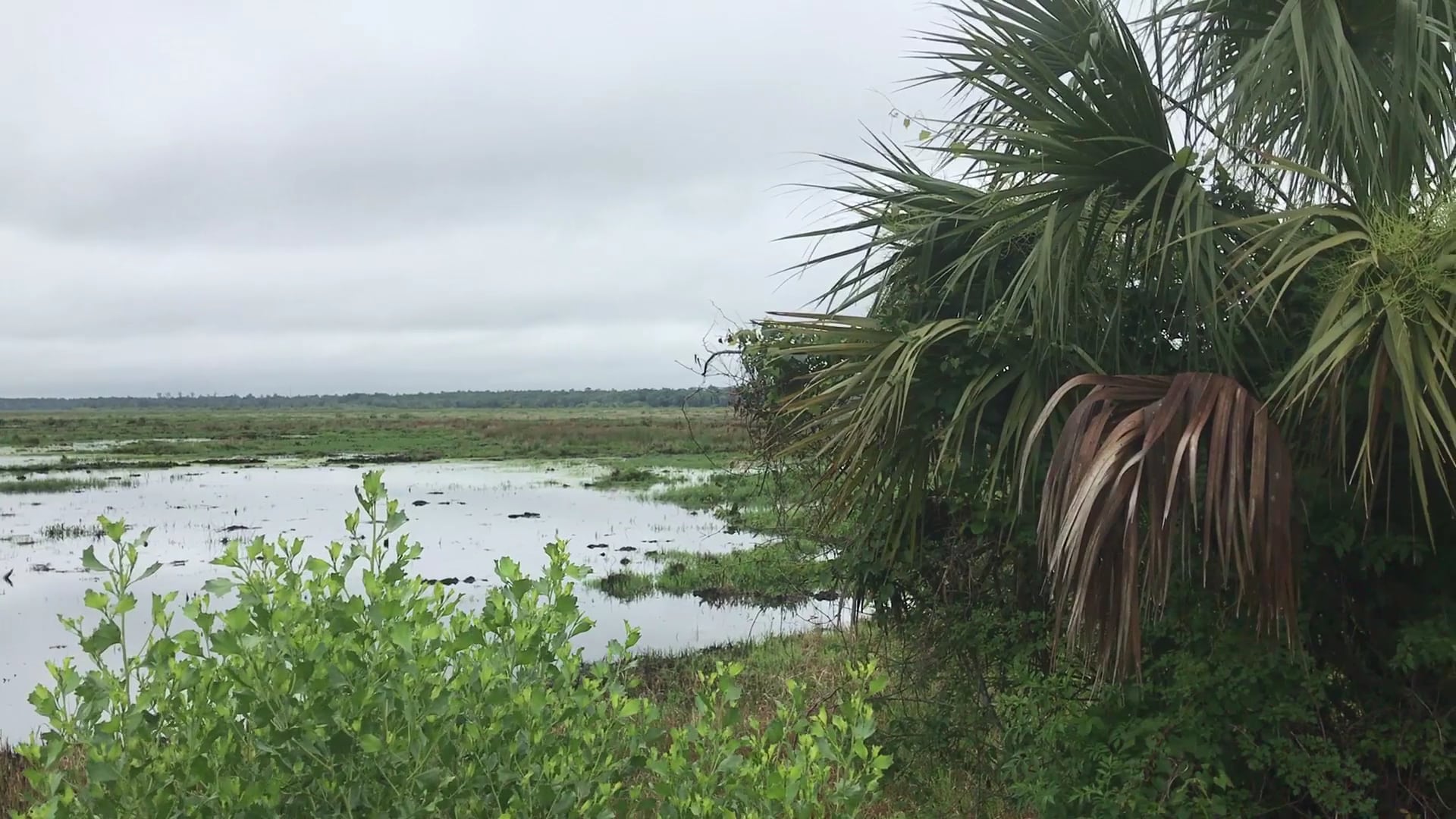 Barr Hammock Preserve - Micanopy, FL