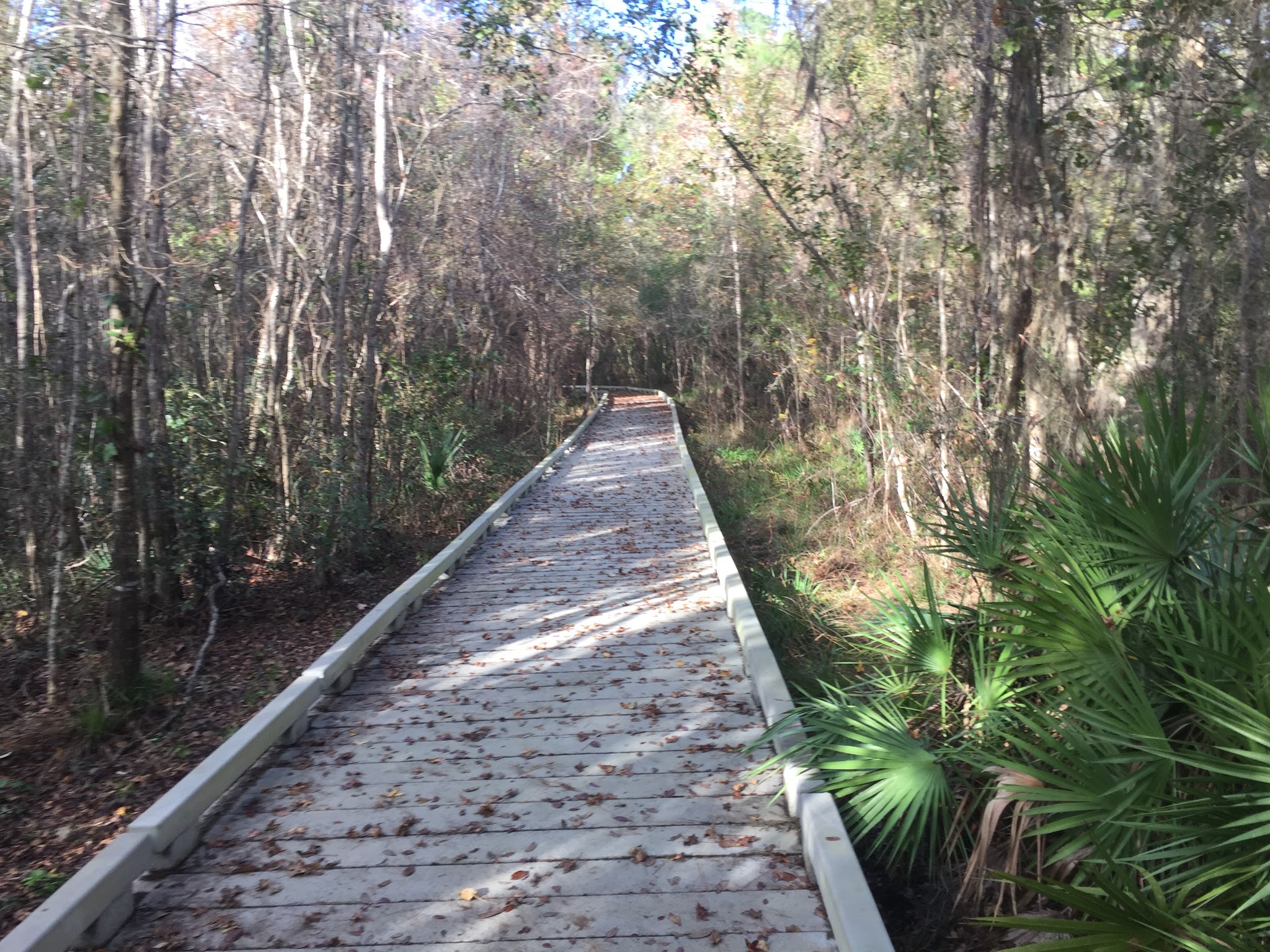Barr Hammock Preserve - Micanopy, FL