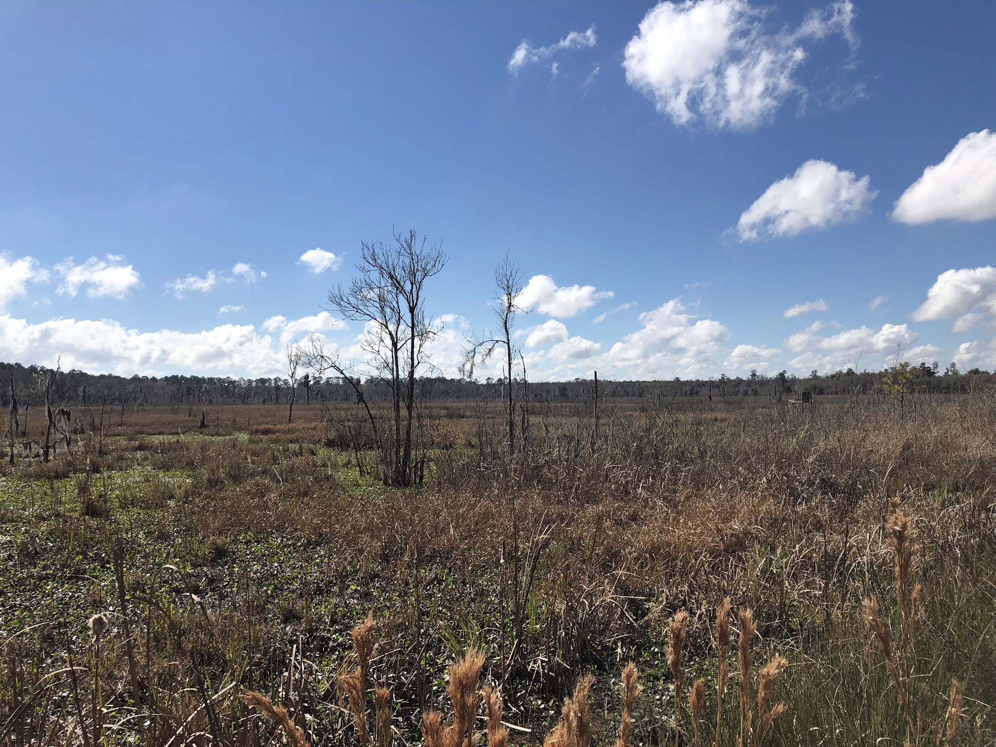 Barr Hammock Preserve - Micanopy, FL
