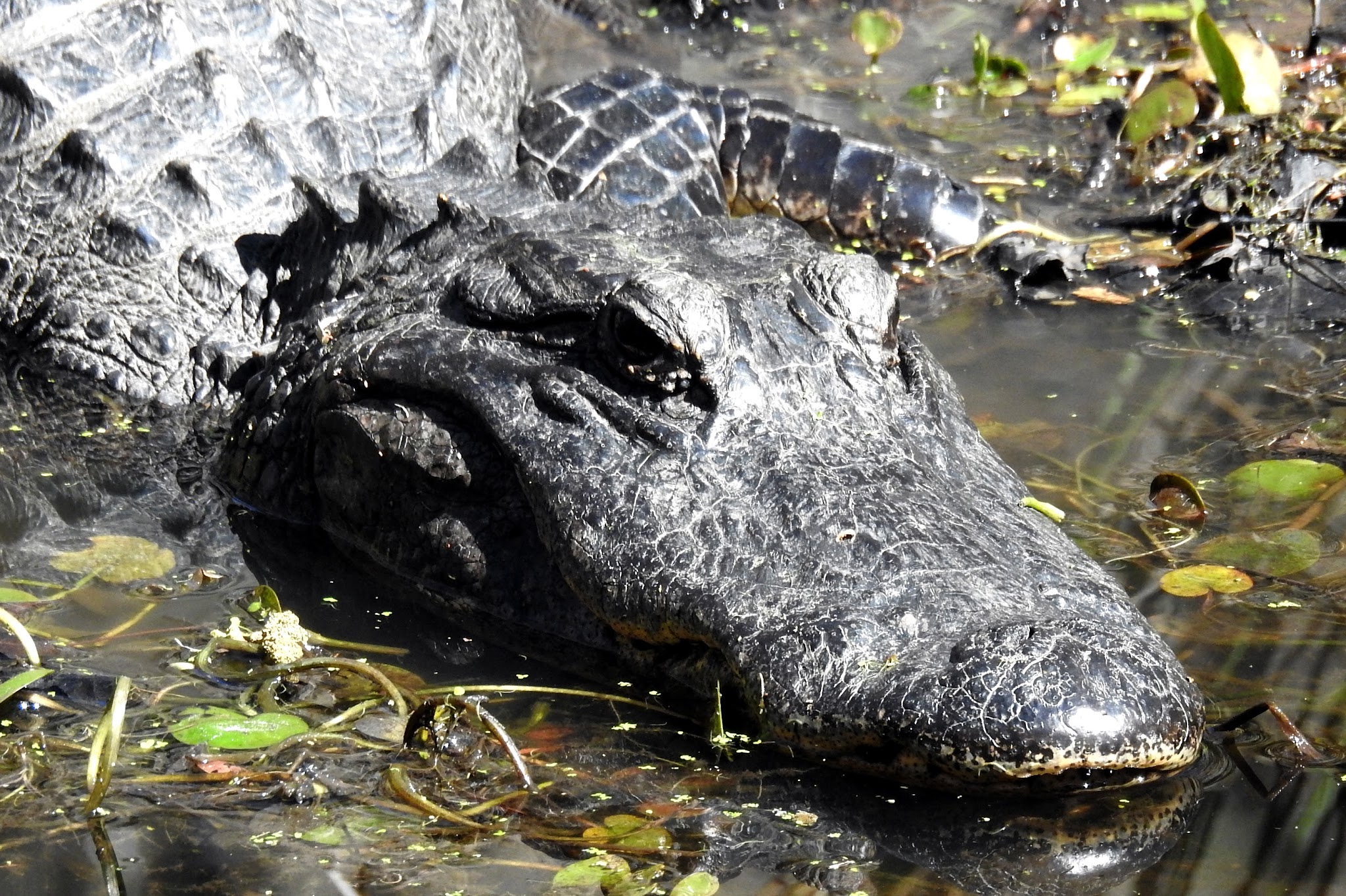Levy Loop Trailhead - Micanopy, FL