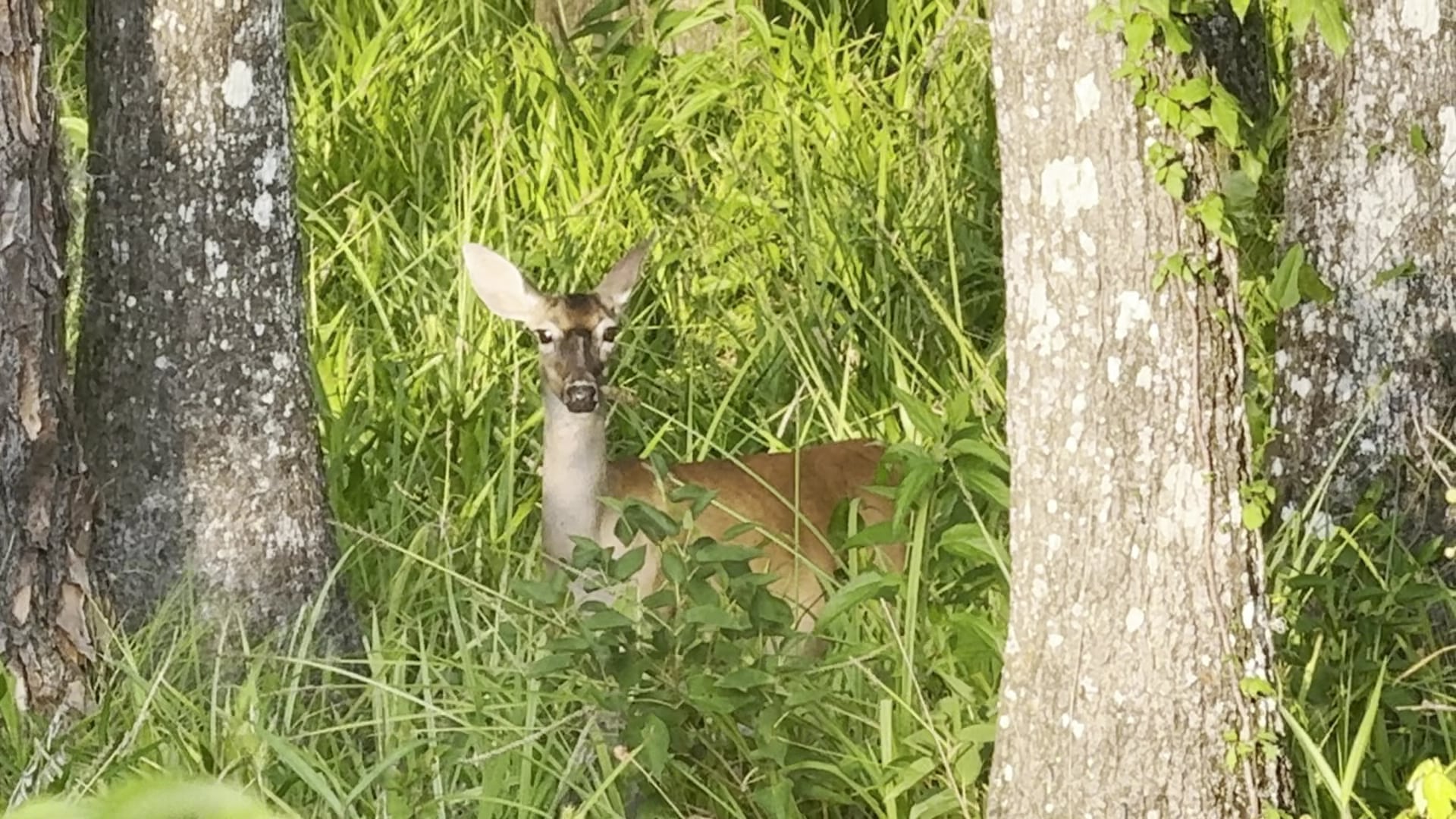Levy Loop Trailhead - Micanopy, FL