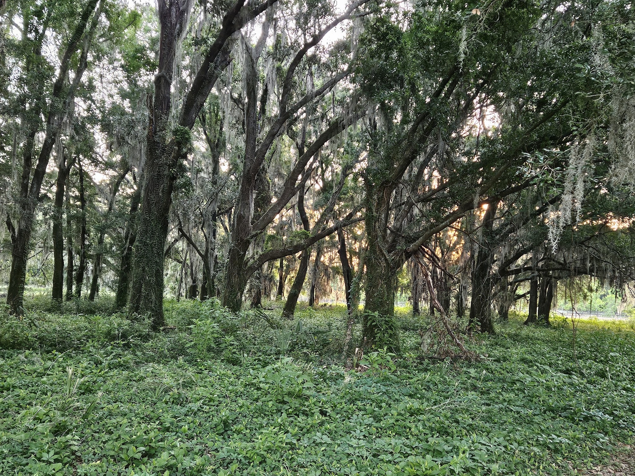 Marjorie A. Hoy Memorial Park at Orange Lake Overlook - Micanopy, FL