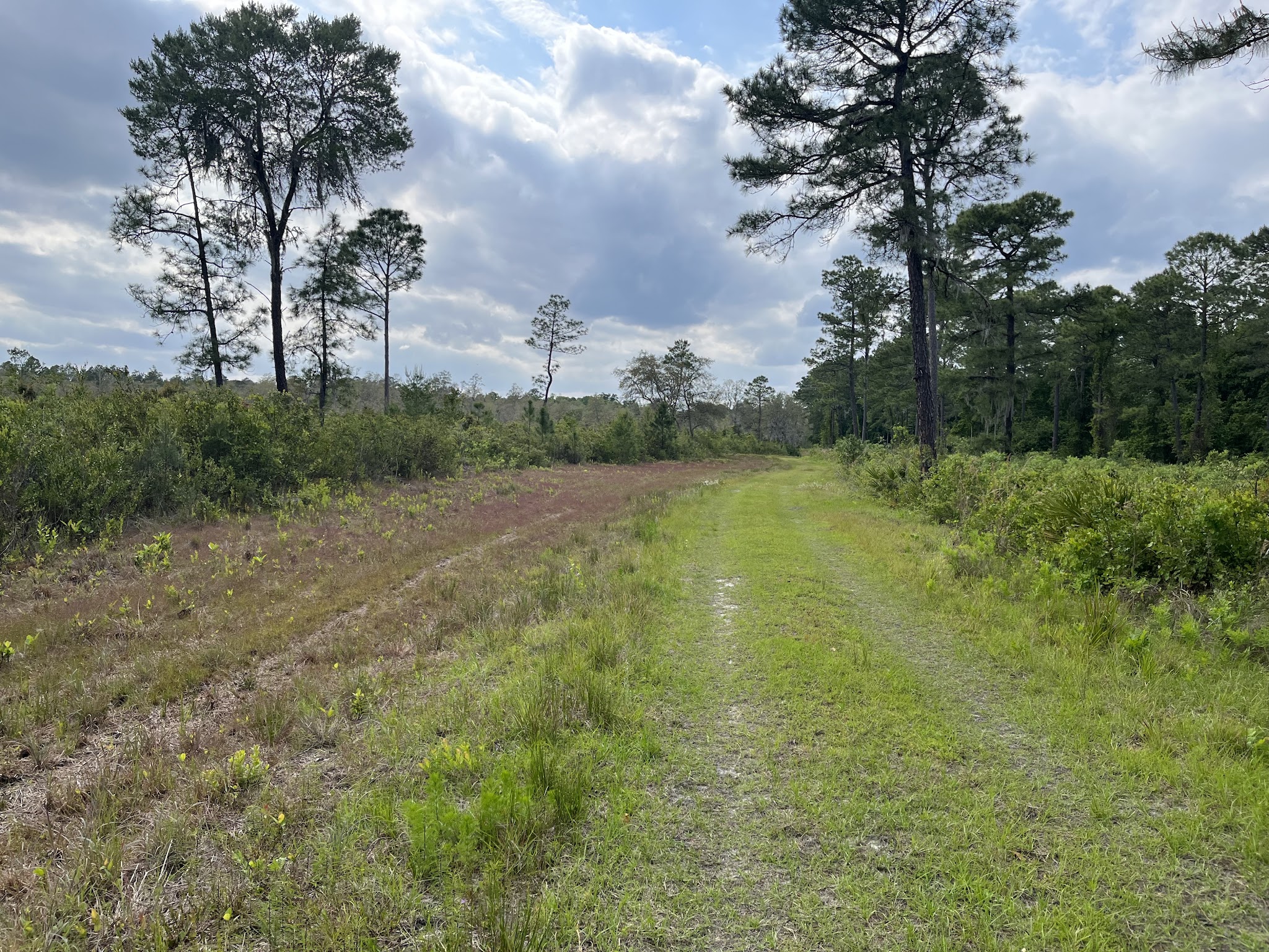 Price's Scrub State Park - Micanopy, FL