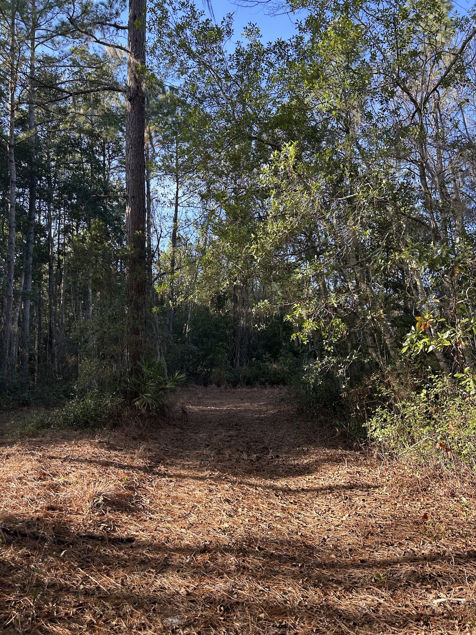 Price's Scrub State Park - Micanopy, FL