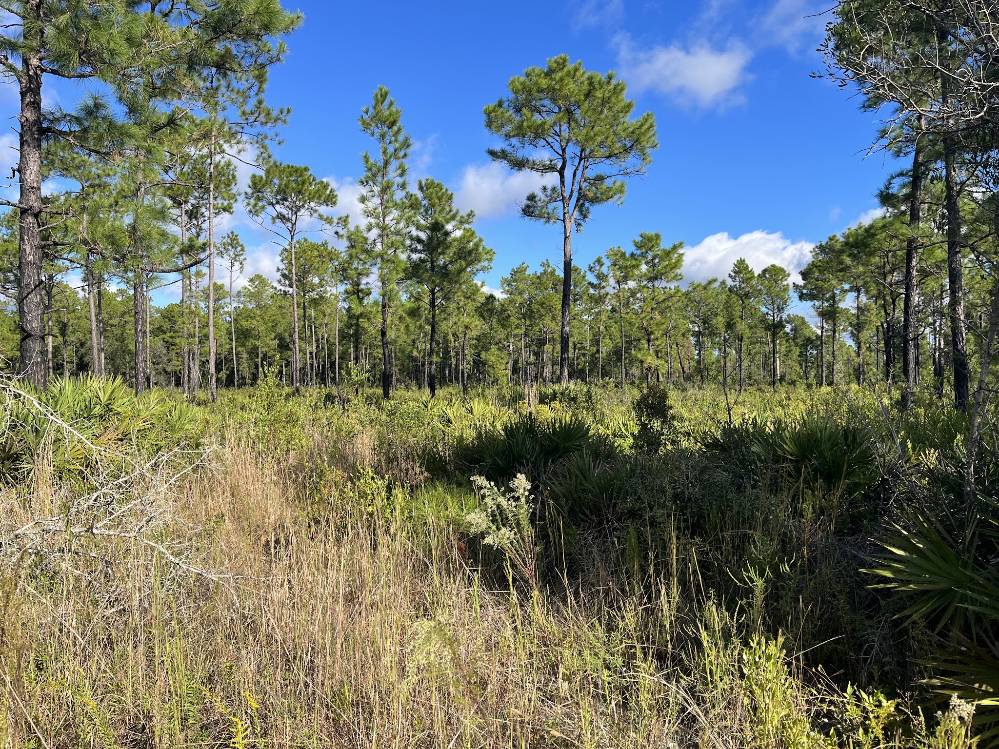 Price's Scrub State Park - Micanopy, FL