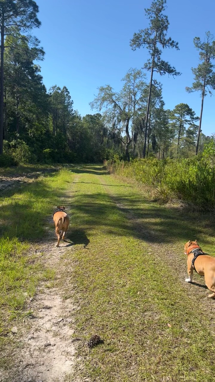 Price's Scrub State Park - Micanopy, FL