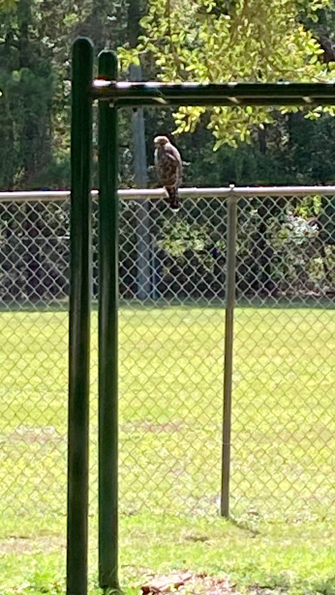 Town of Micanopy Ballpark - Micanopy, FL