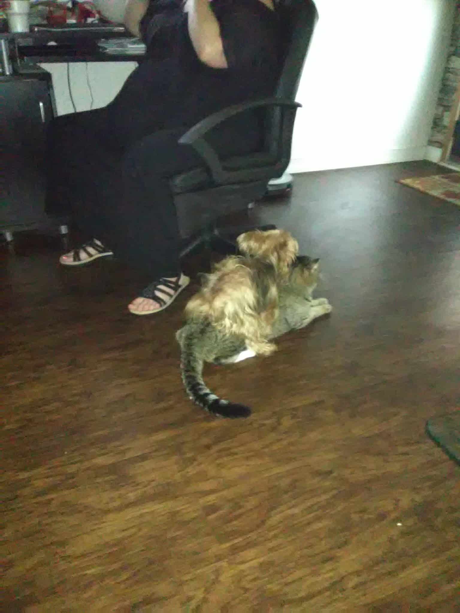 Micanopy paradise pets - ,