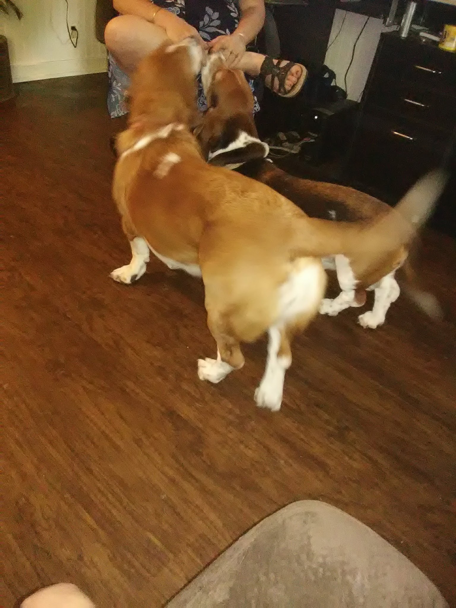 Micanopy paradise pets - ,