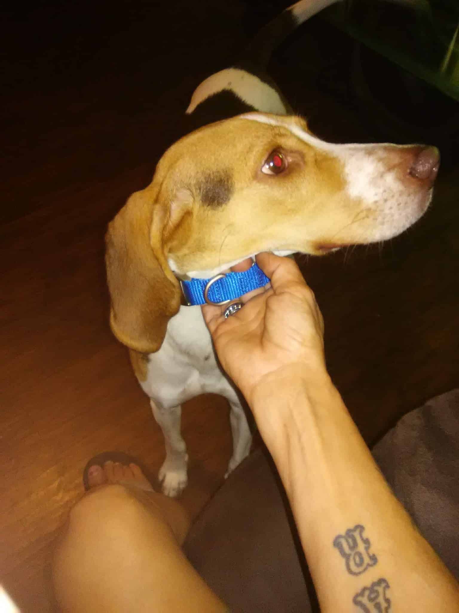 Micanopy paradise pets - ,