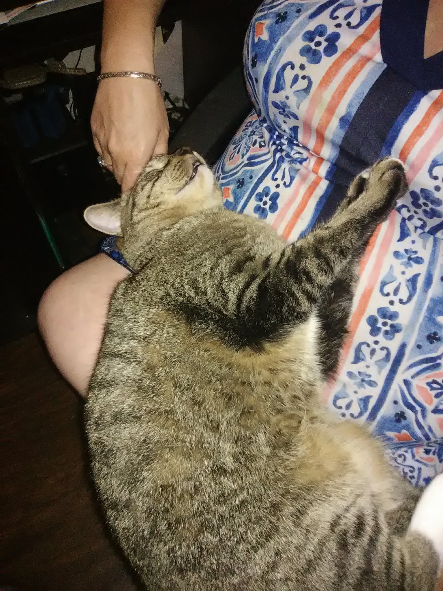 Micanopy paradise pets - ,