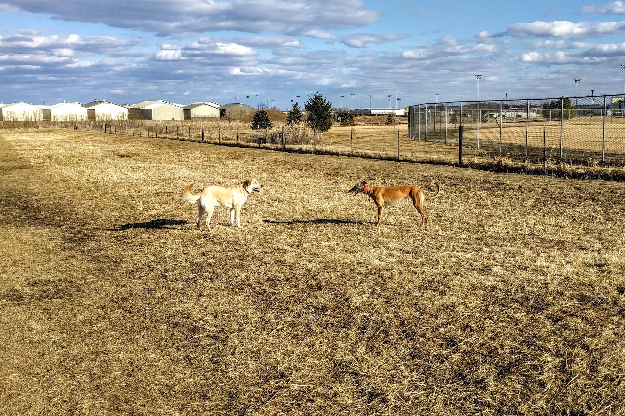 Penni Klein Dog Exercise Area - Middleton, WI