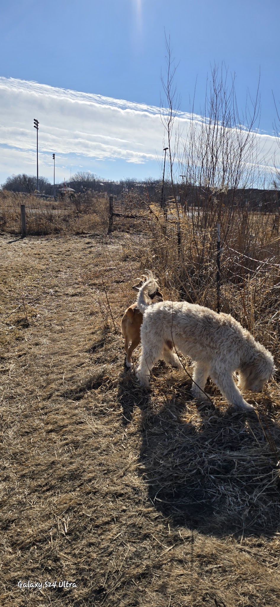 Penni Klein Dog Exercise Area - Middleton, WI