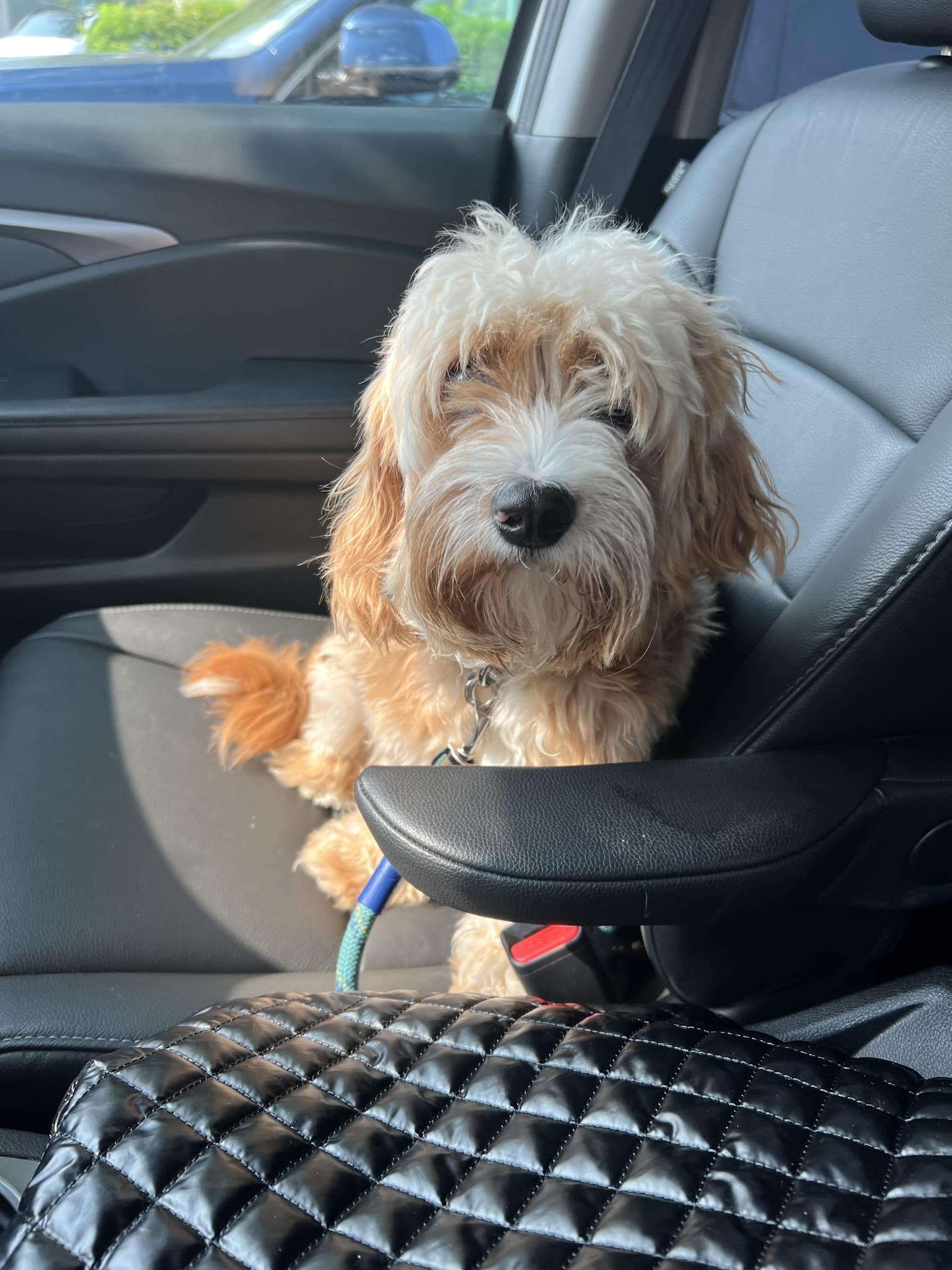 Pampered Pooches LLC - Midland Park, NJ