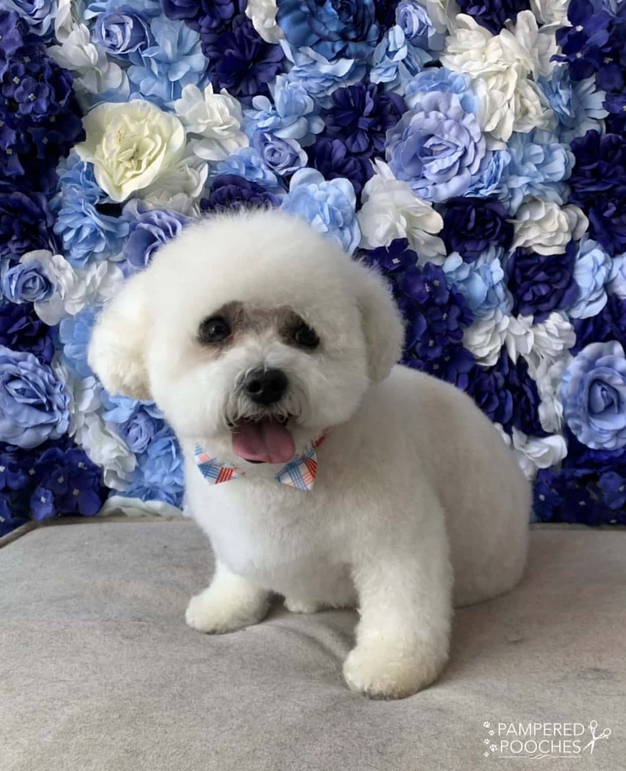 Pampered Pooches LLC - Midland Park, NJ