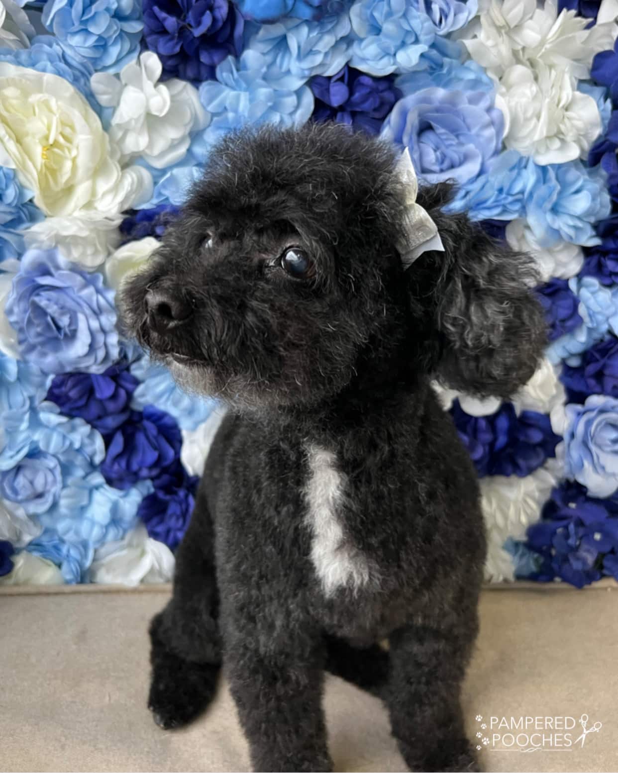 Pampered Pooches LLC - Midland Park, NJ