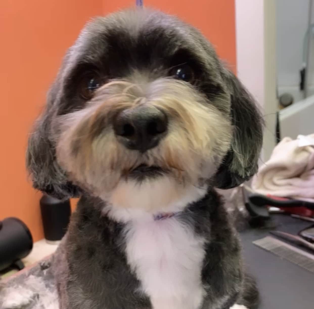 Pampered Pooches LLC - Midland Park, NJ