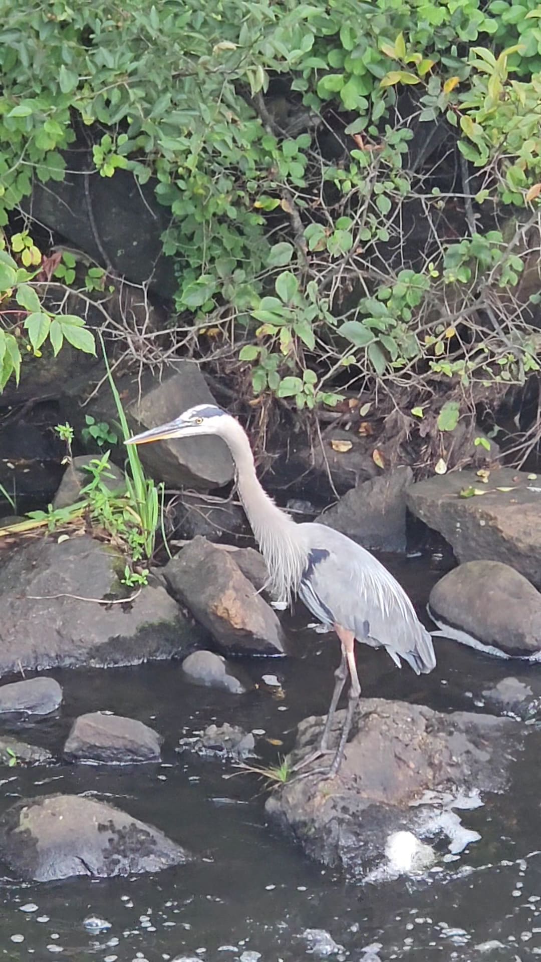 Bicentennial Park - Milford, NH