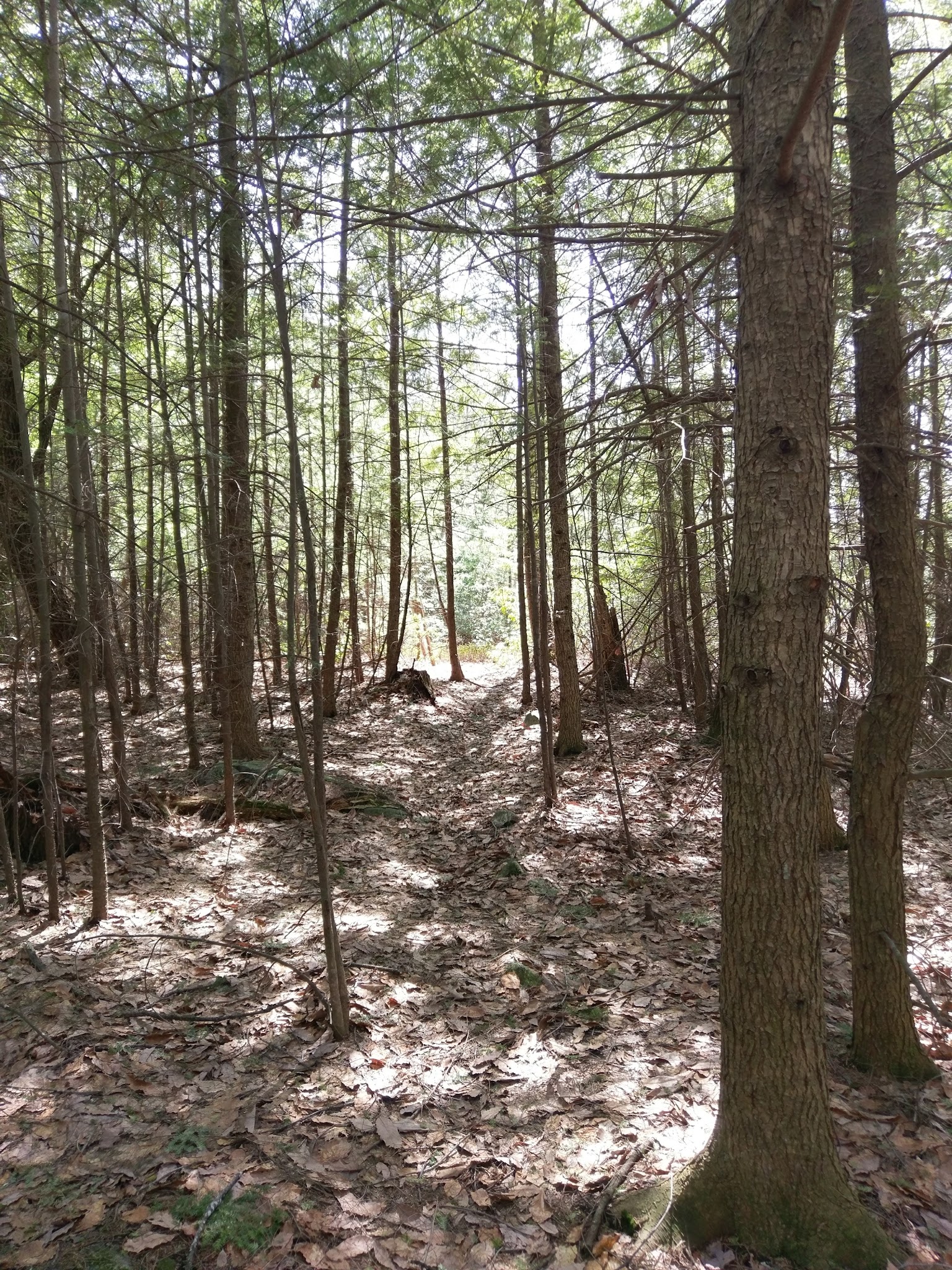 Mile Slip Town Forest Parking - Milford, NH