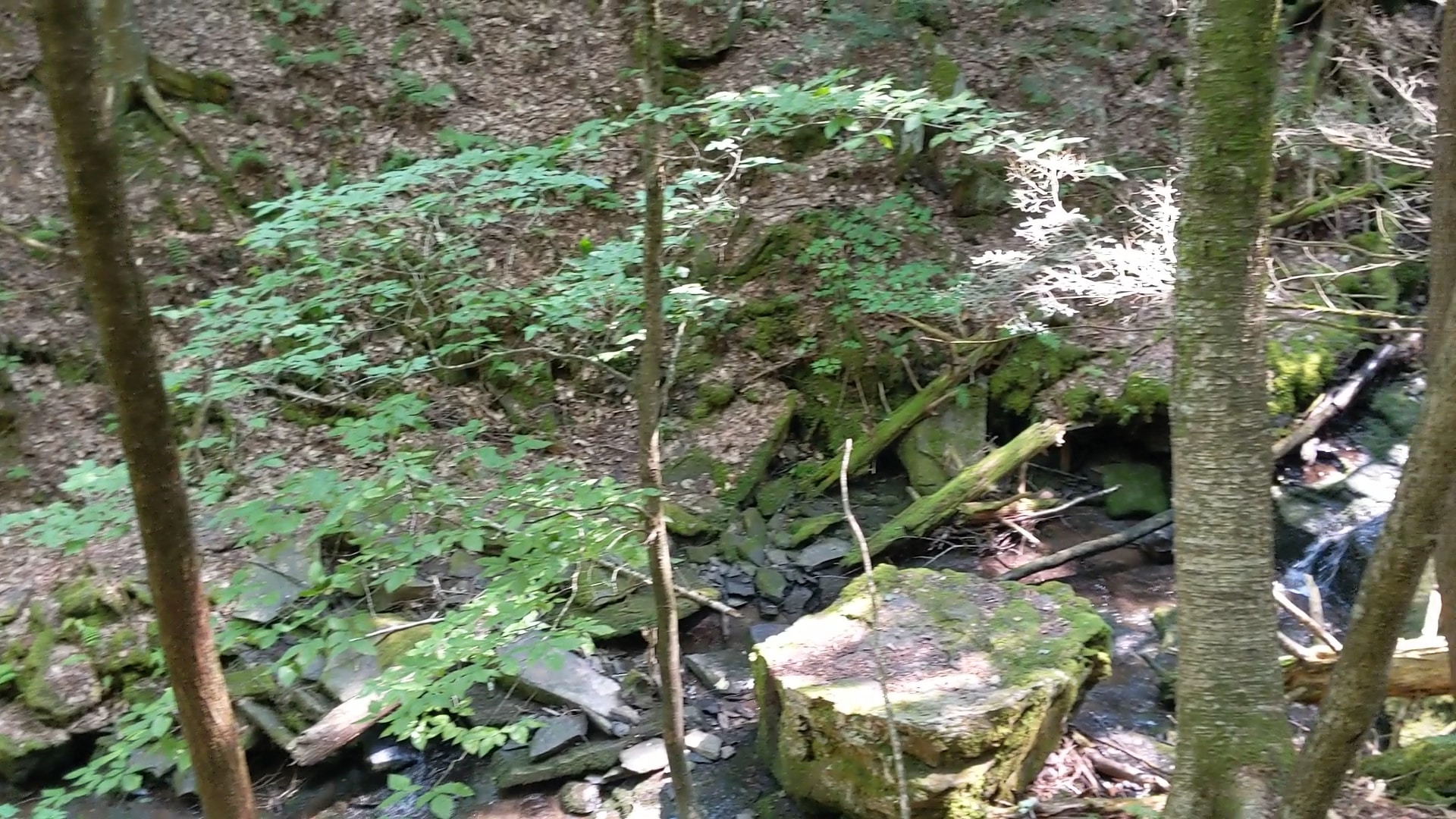 Mud Lake Trail - SR 58 Trailhead - Milford, NY