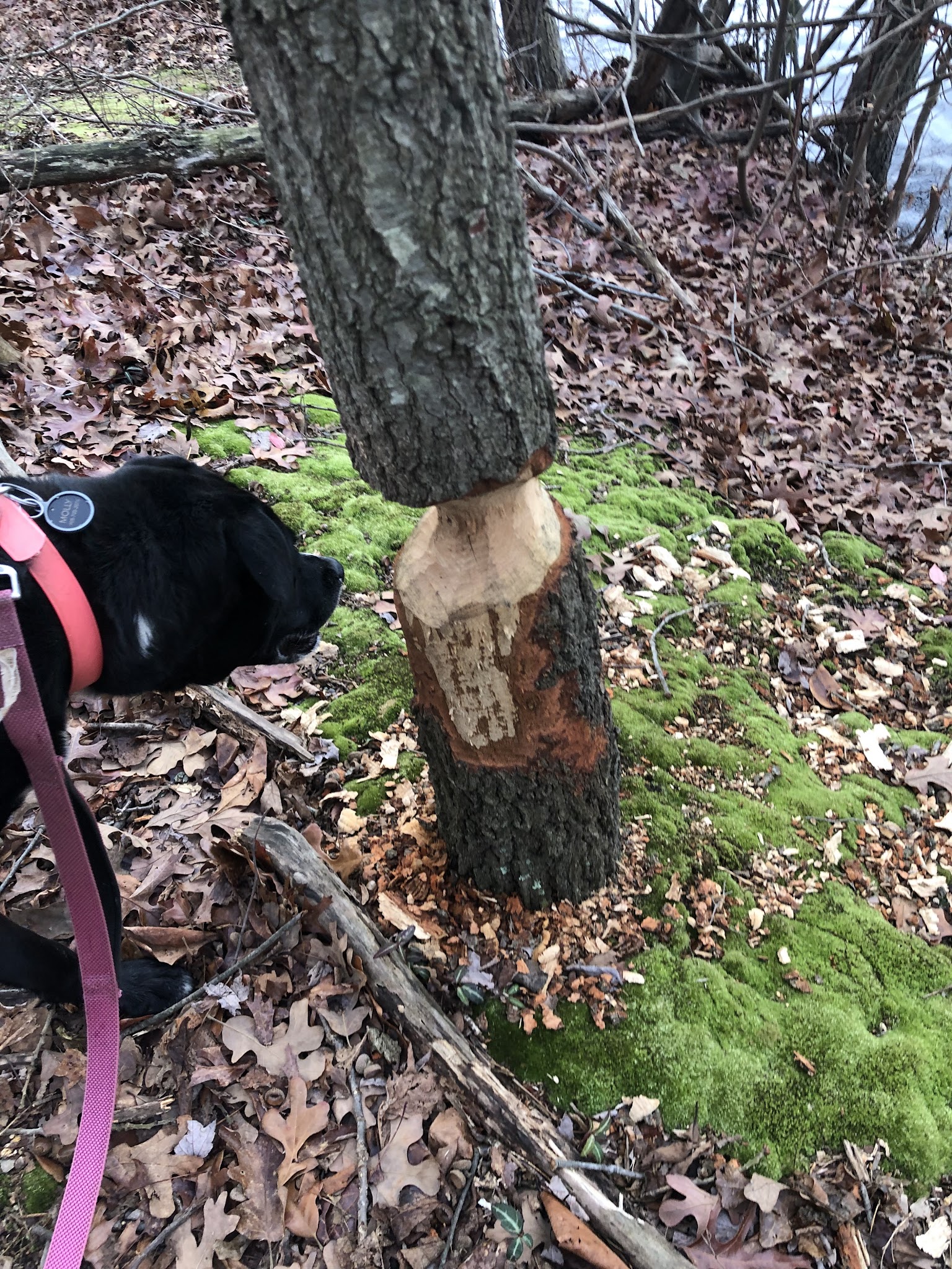 Beaver Dam Park - Milltown, NJ