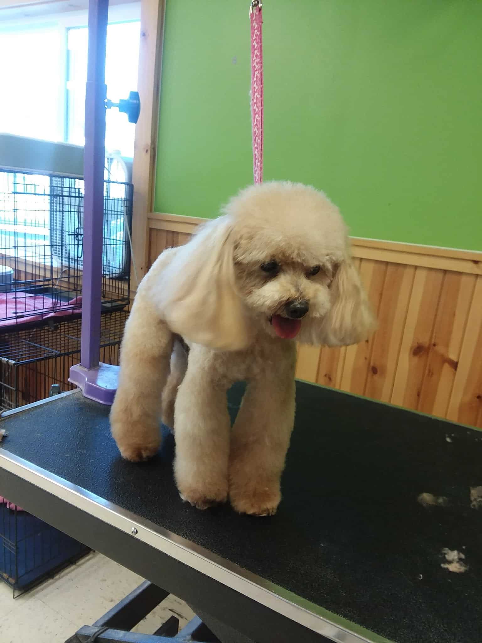 Millville's Pet Stop - Millville, DE