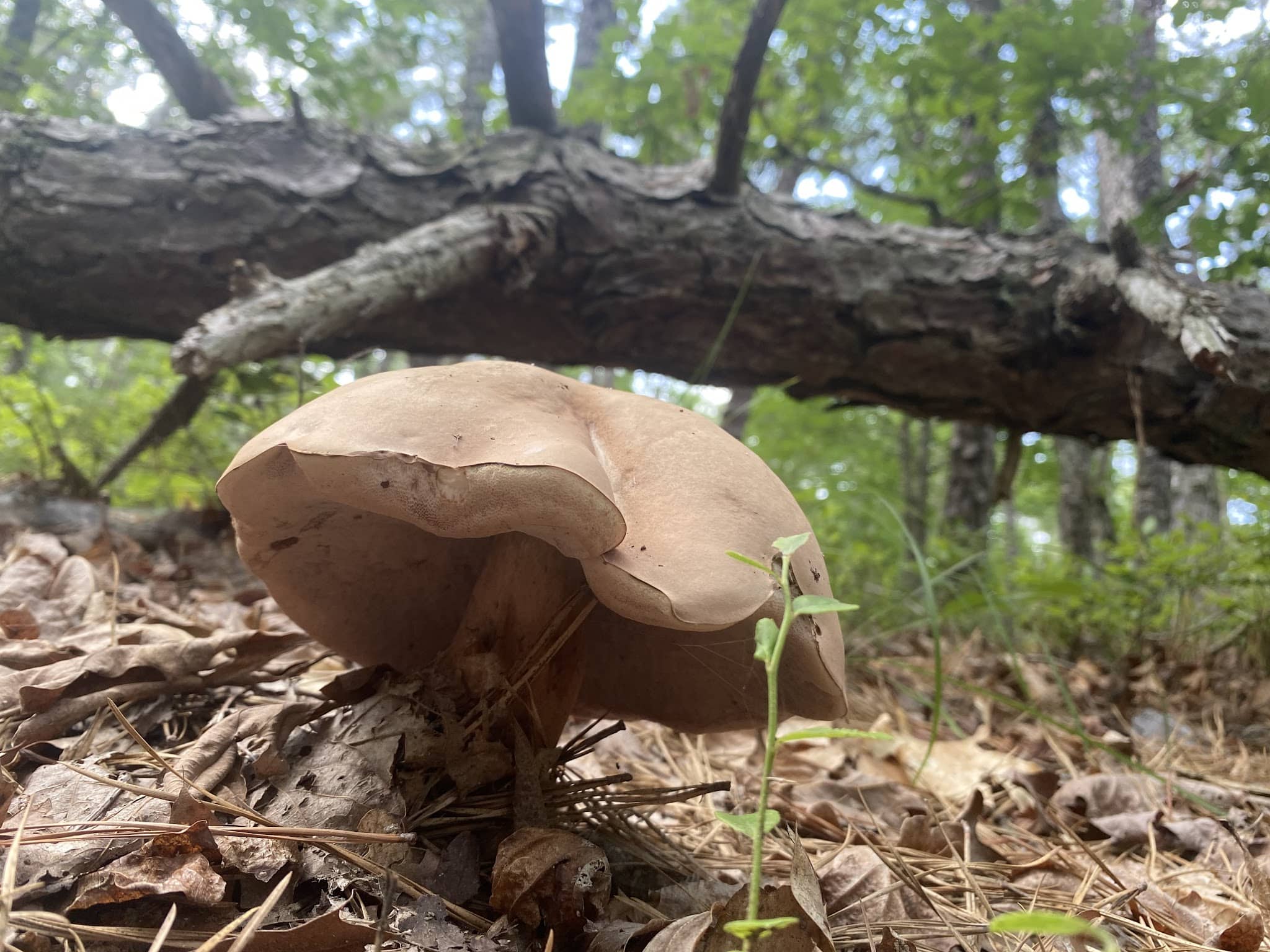 MAURICE RIVER NATURE AREA, VINELAND - Millville, NJ