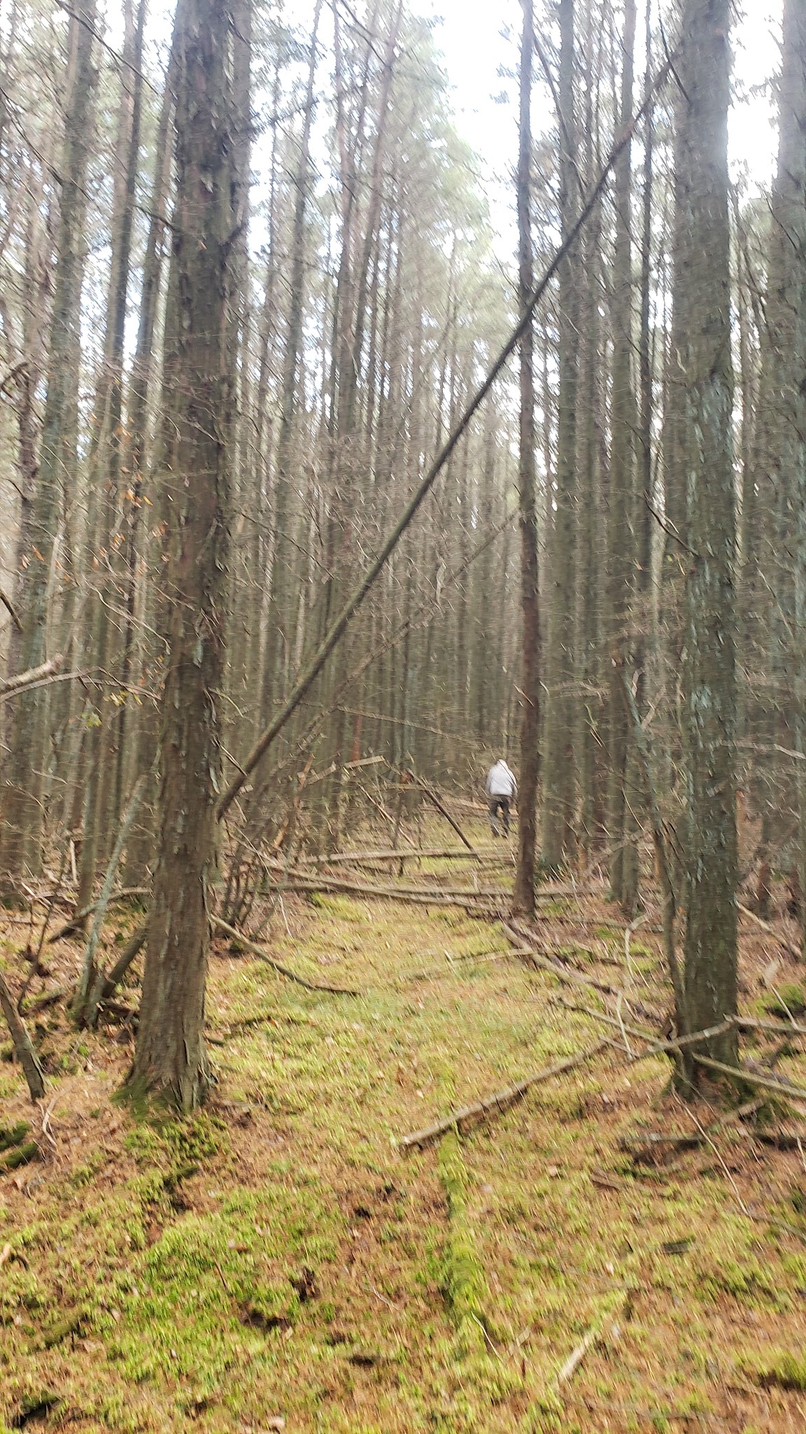 MAURICE RIVER NATURE AREA, VINELAND - Millville, NJ