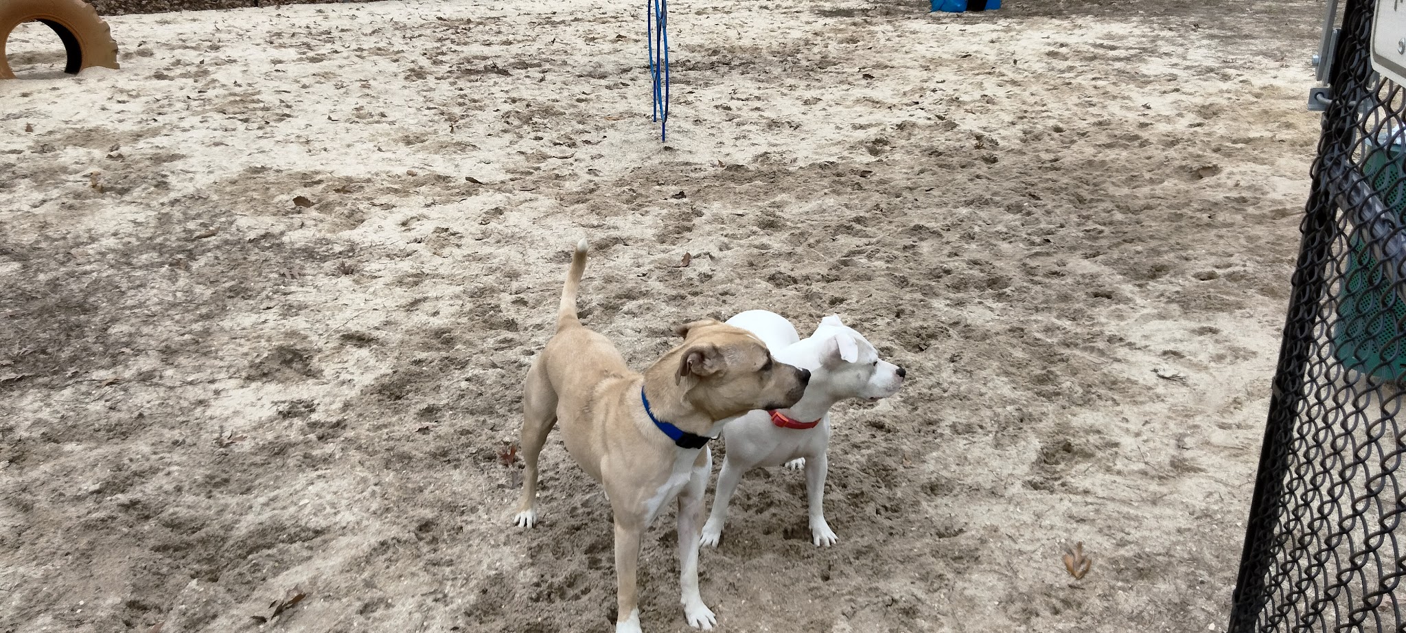 Thunderbolt Bark Park - Millville, NJ