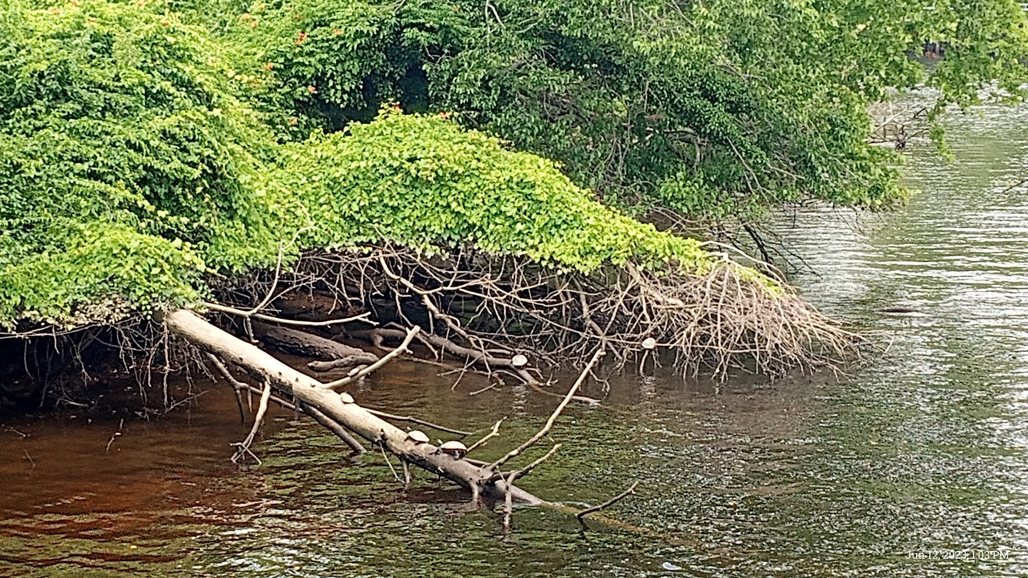 Riverside Park - Millville, NJ