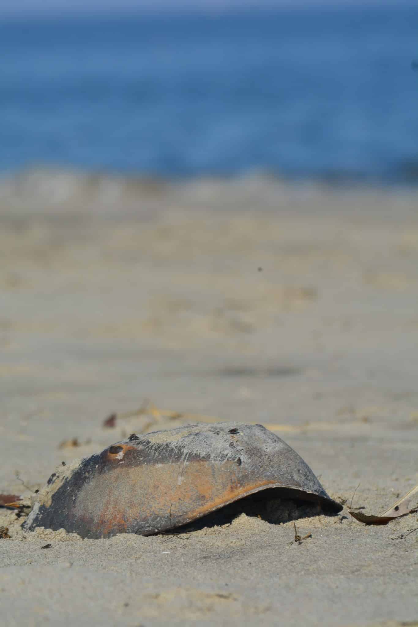 Beach Plum Island Nature Preserve - Milton, DE