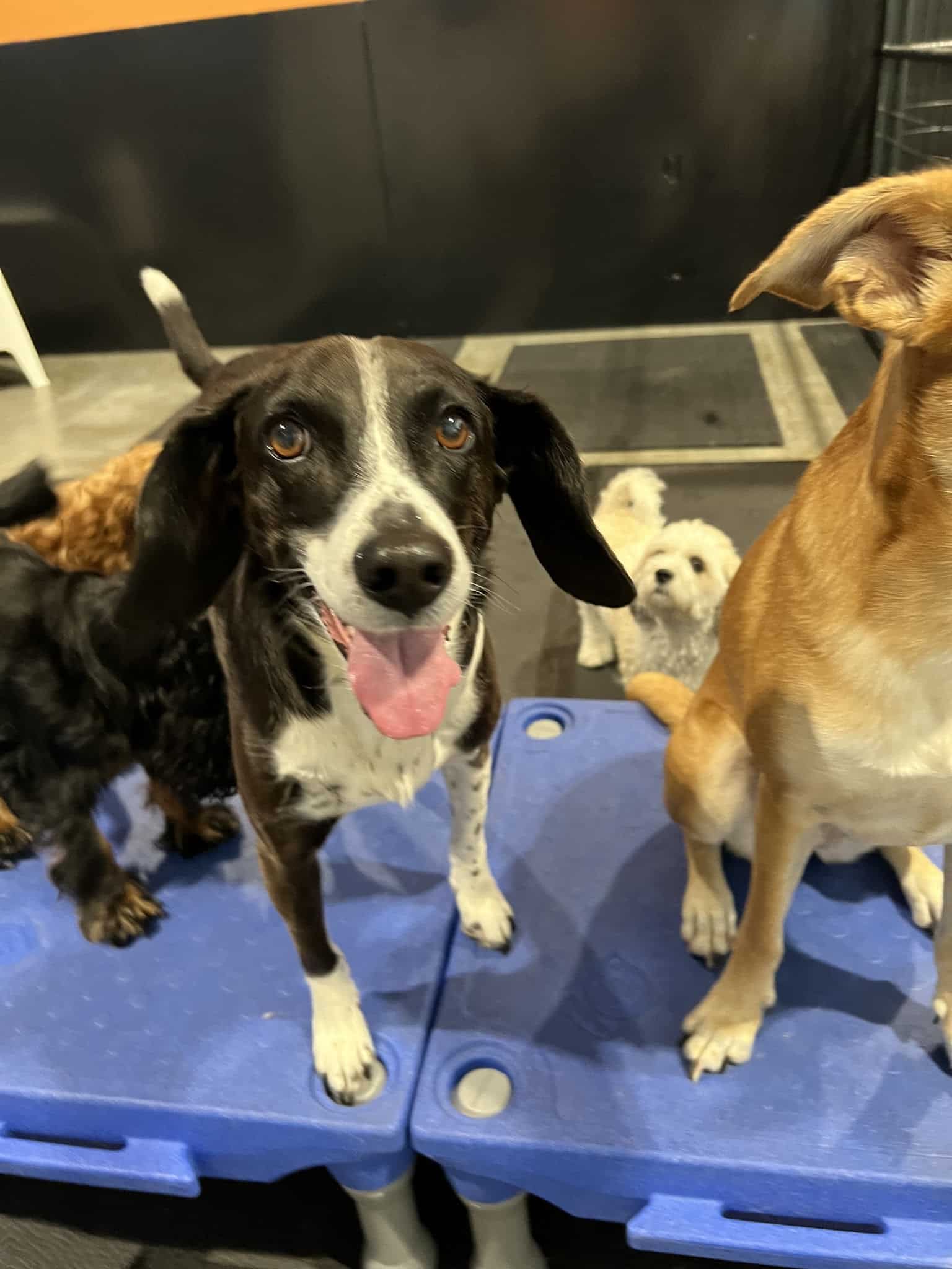 Barks & Rec - North Loop - Minneapolis, MN