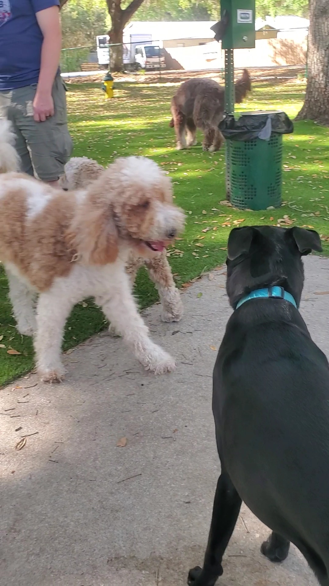 Minneola Dog park - Minneola, FL