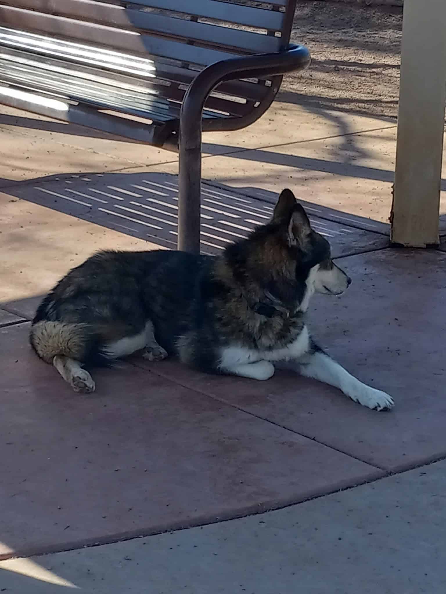 Bark Park - Moab, UT