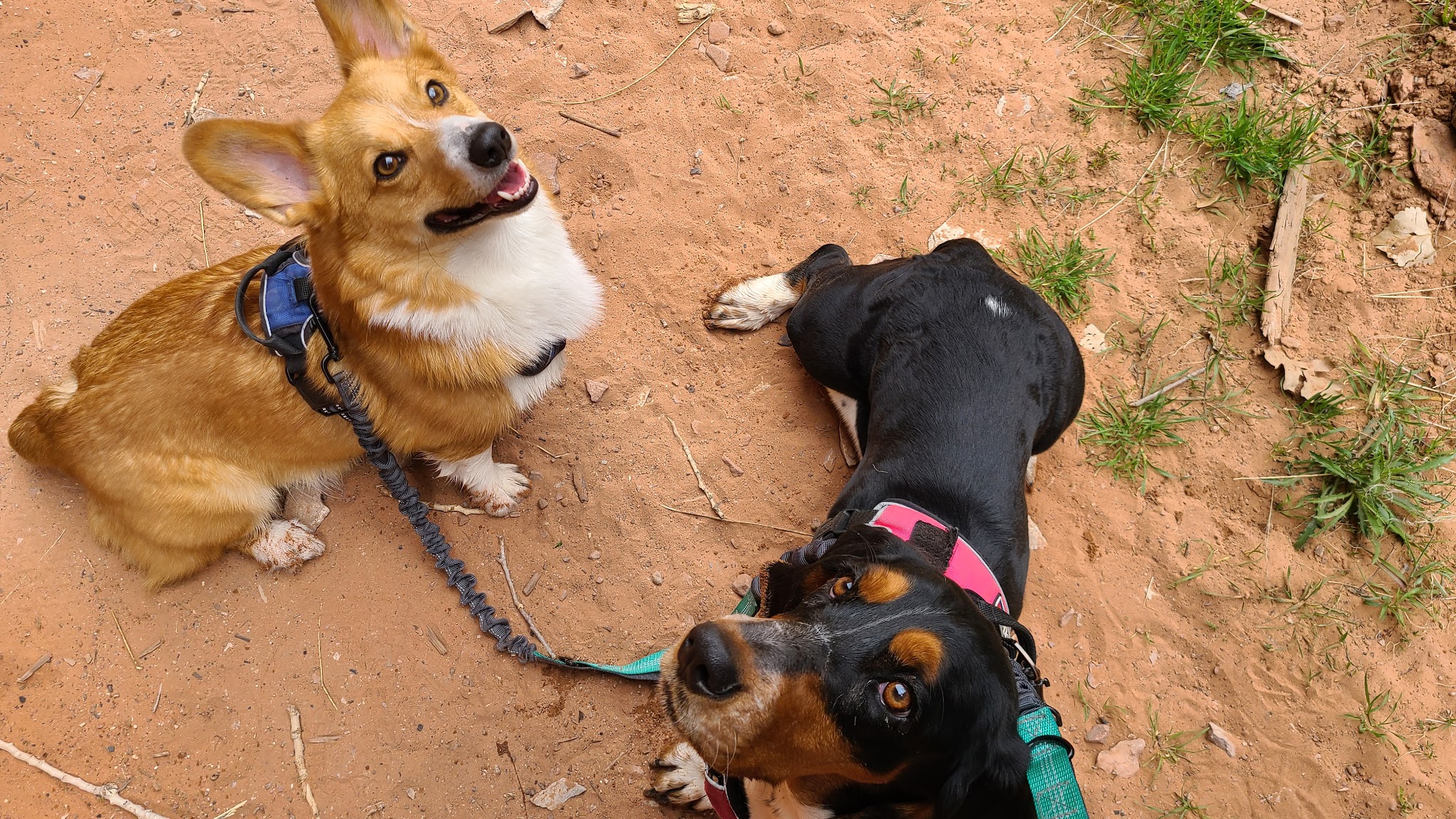 Bark Park - Moab, UT