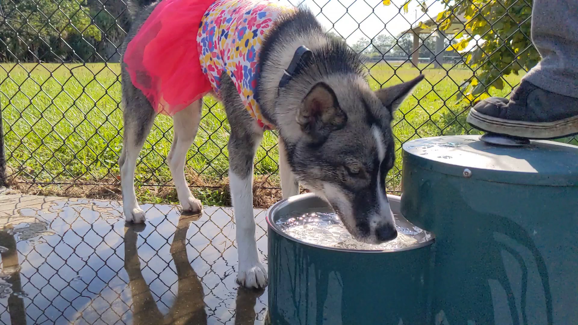 Dog Park @ Crawford Park - Mobile, AL