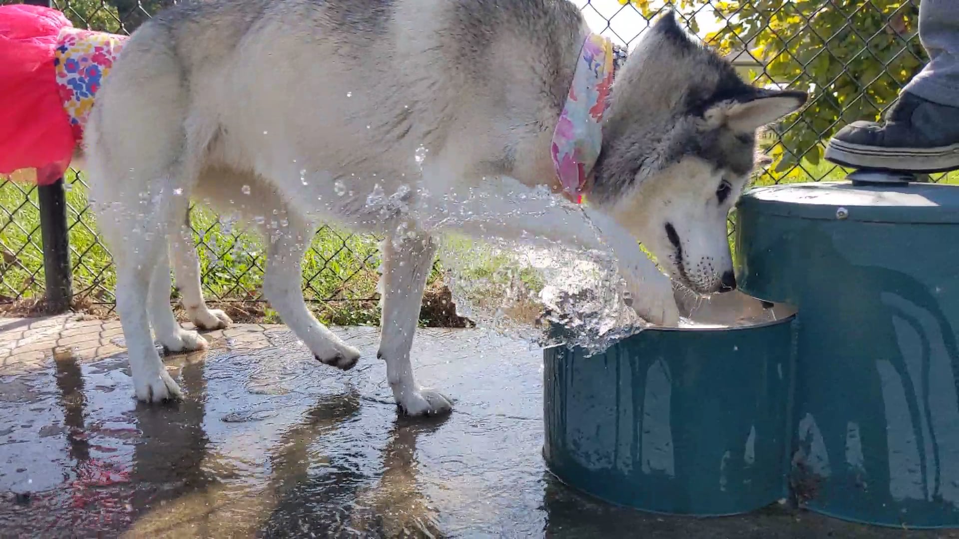 Dog Park @ Crawford Park - Mobile, AL