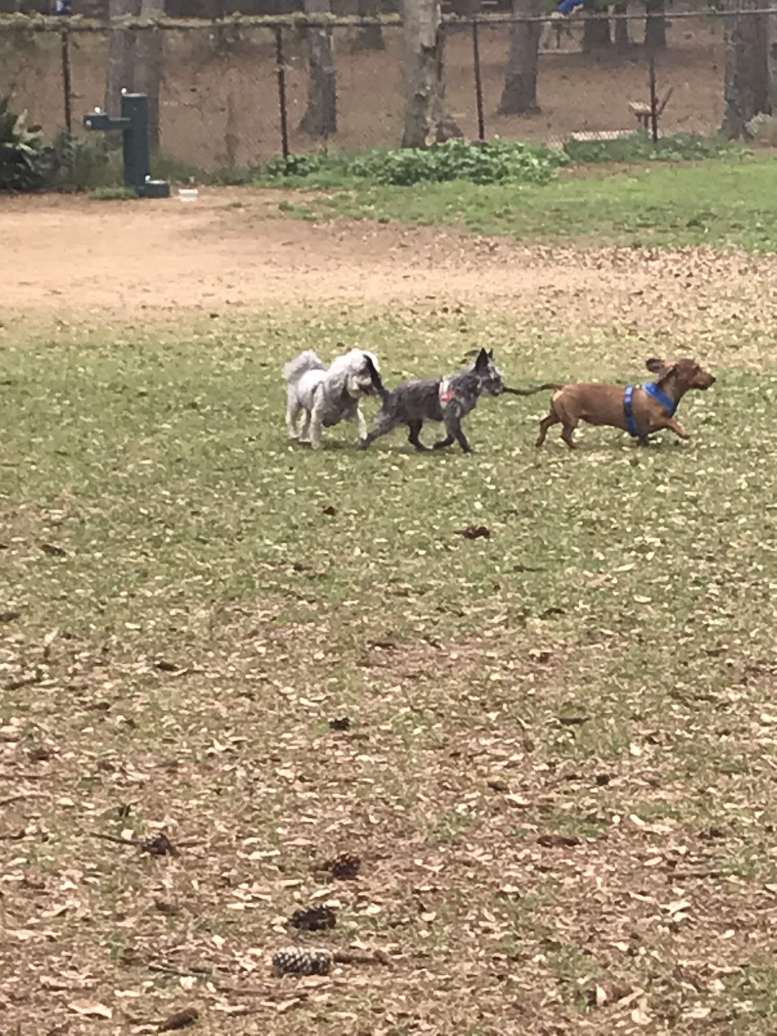 Julien Marx Dog Park @ Medal of Honor Park - Mobile, AL