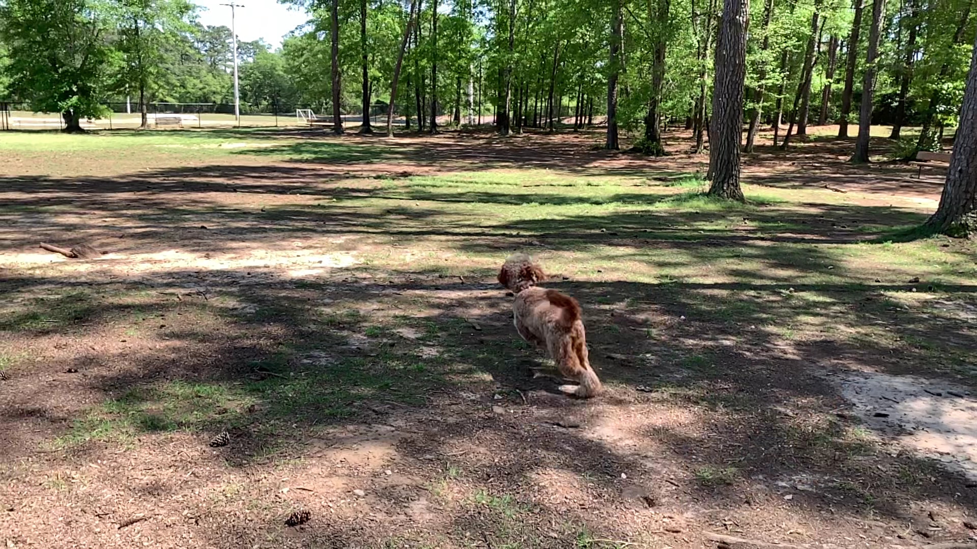 Julien Marx Dog Park @ Medal of Honor Park - Mobile, AL