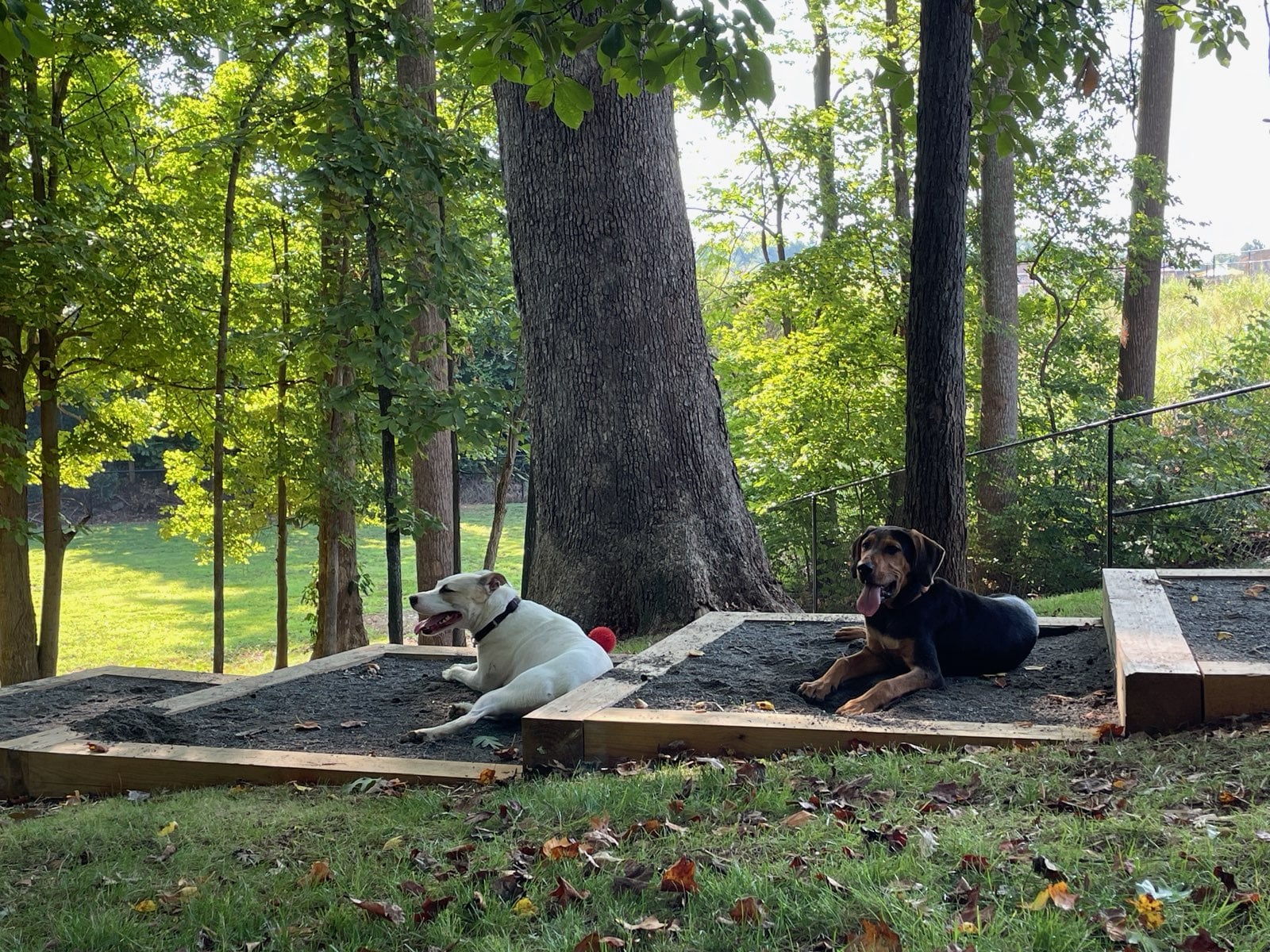 Dog Park - Mocksville, NC